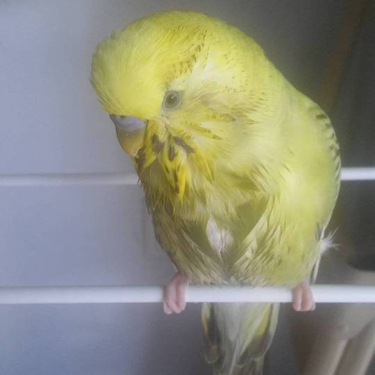 he had a little bath