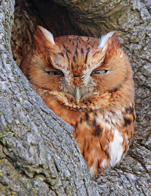 Hello Newman Scrolller