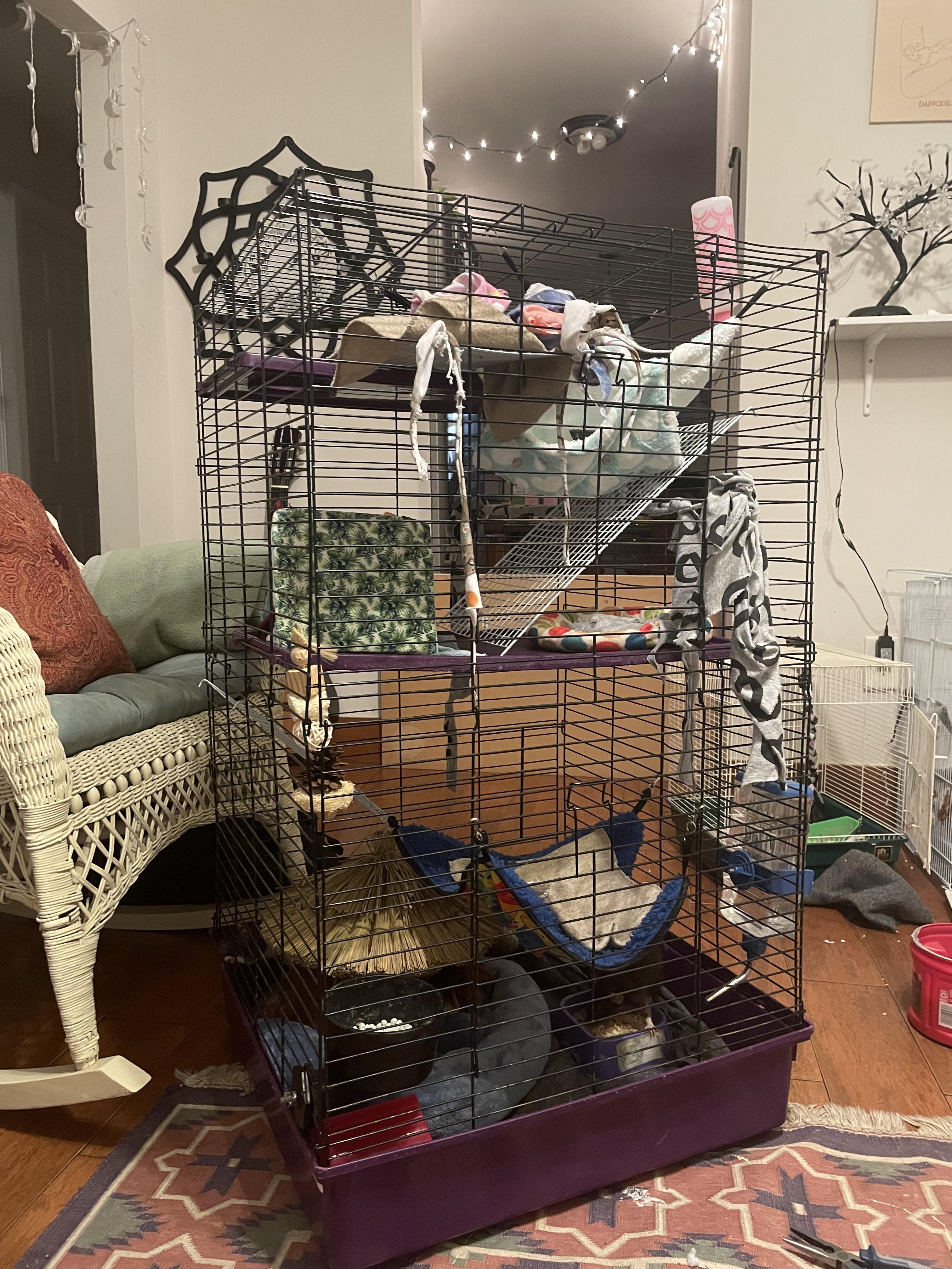 help got a rat who keeps escaping! Scrolller