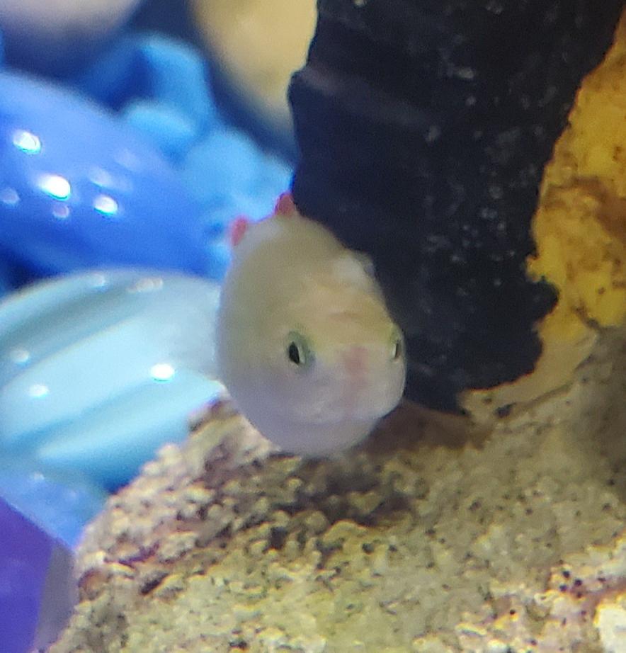 help-what-is-on-my-guppy-he-s-lethargic-and-on-the-bottom-of-the-tank-scrolller