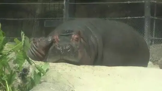 Hippos are an odd looking bunch