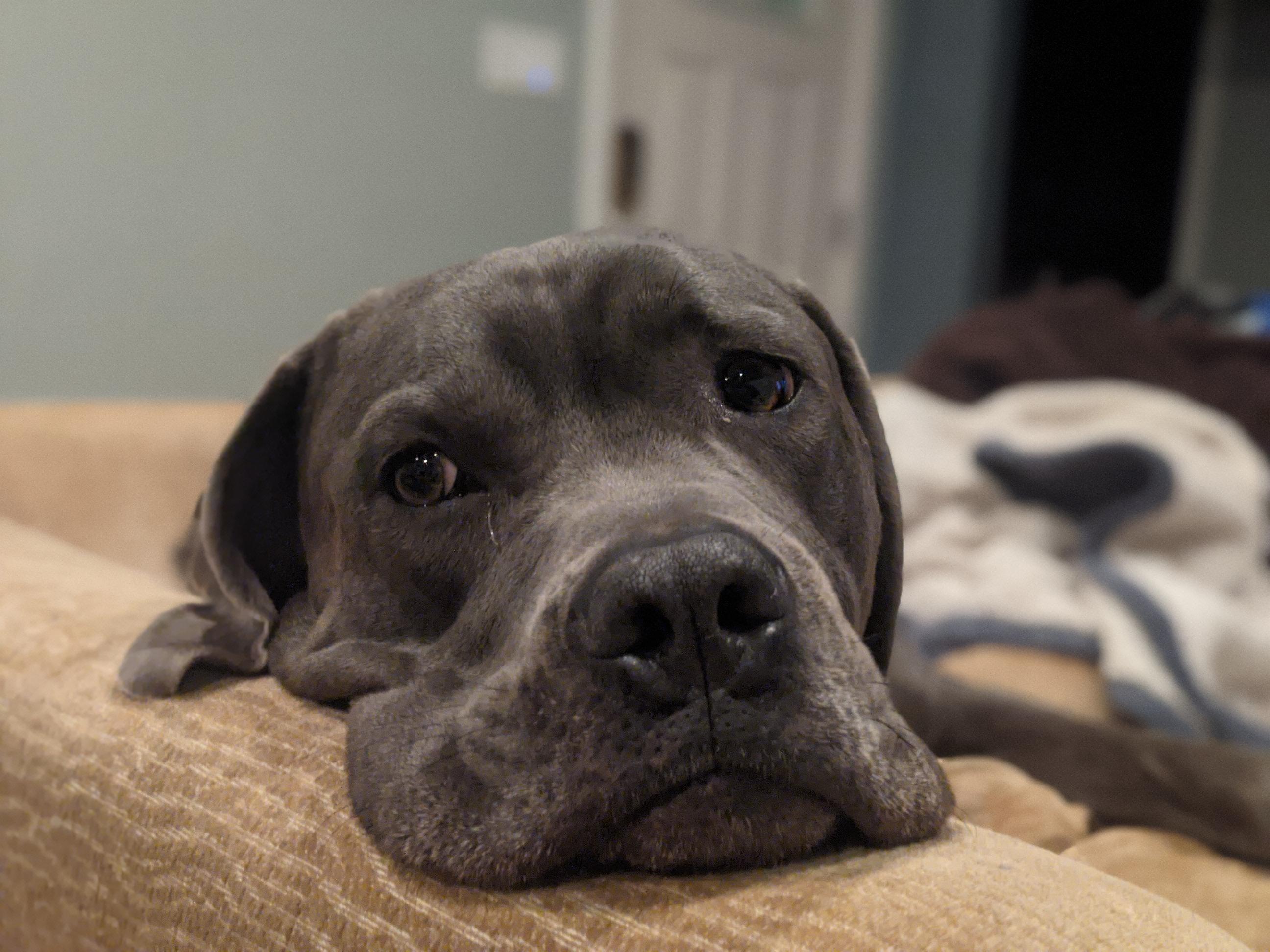 His face is melting into the couch... | Scrolller