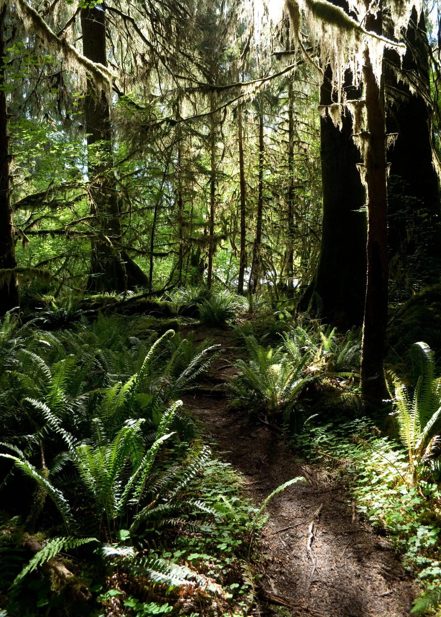 Hoh River Trail, Olympic National Park, Washington [OC] [1495x2093]