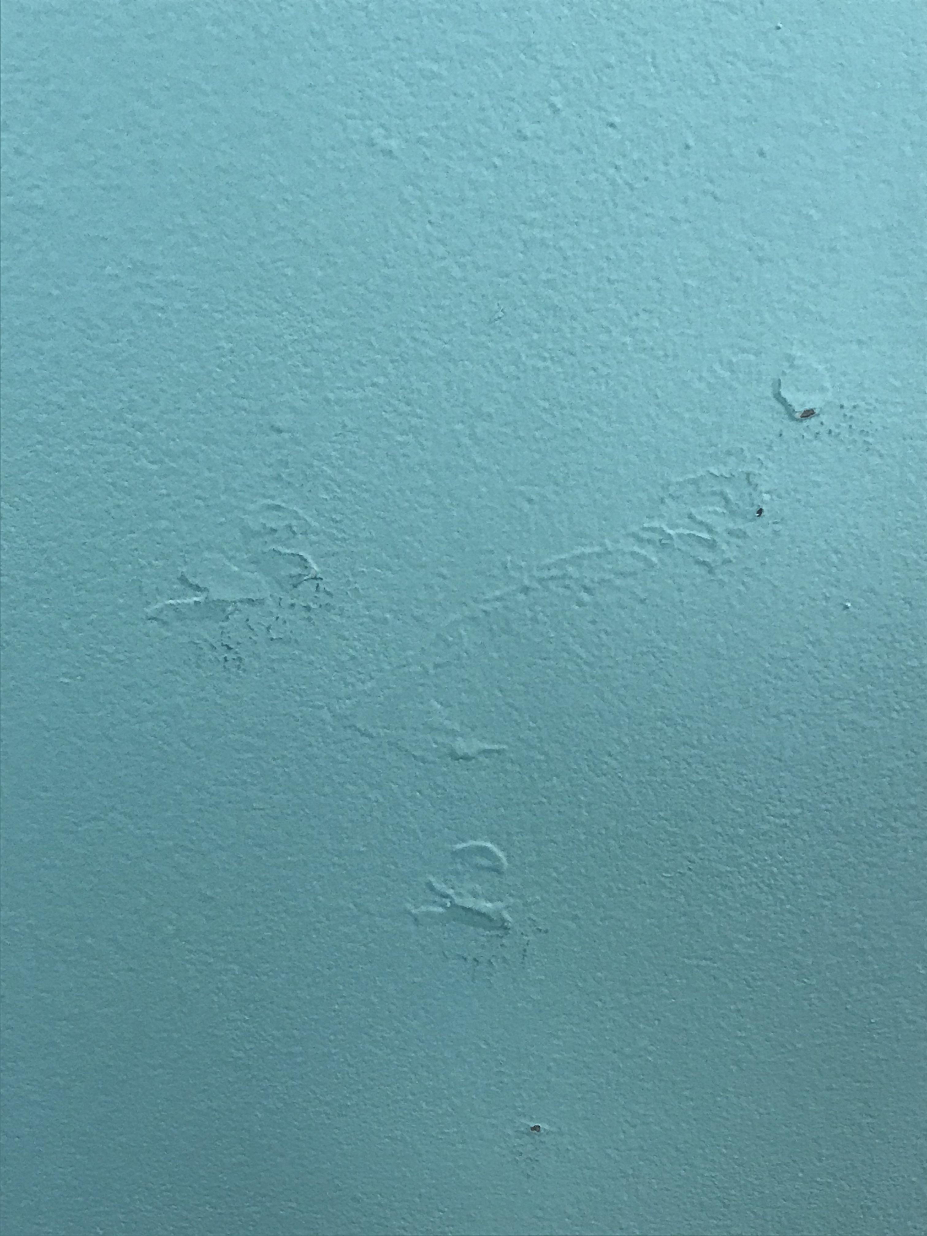 Hoping to repaint walls How to get rid of old paint bumps? Scrolller