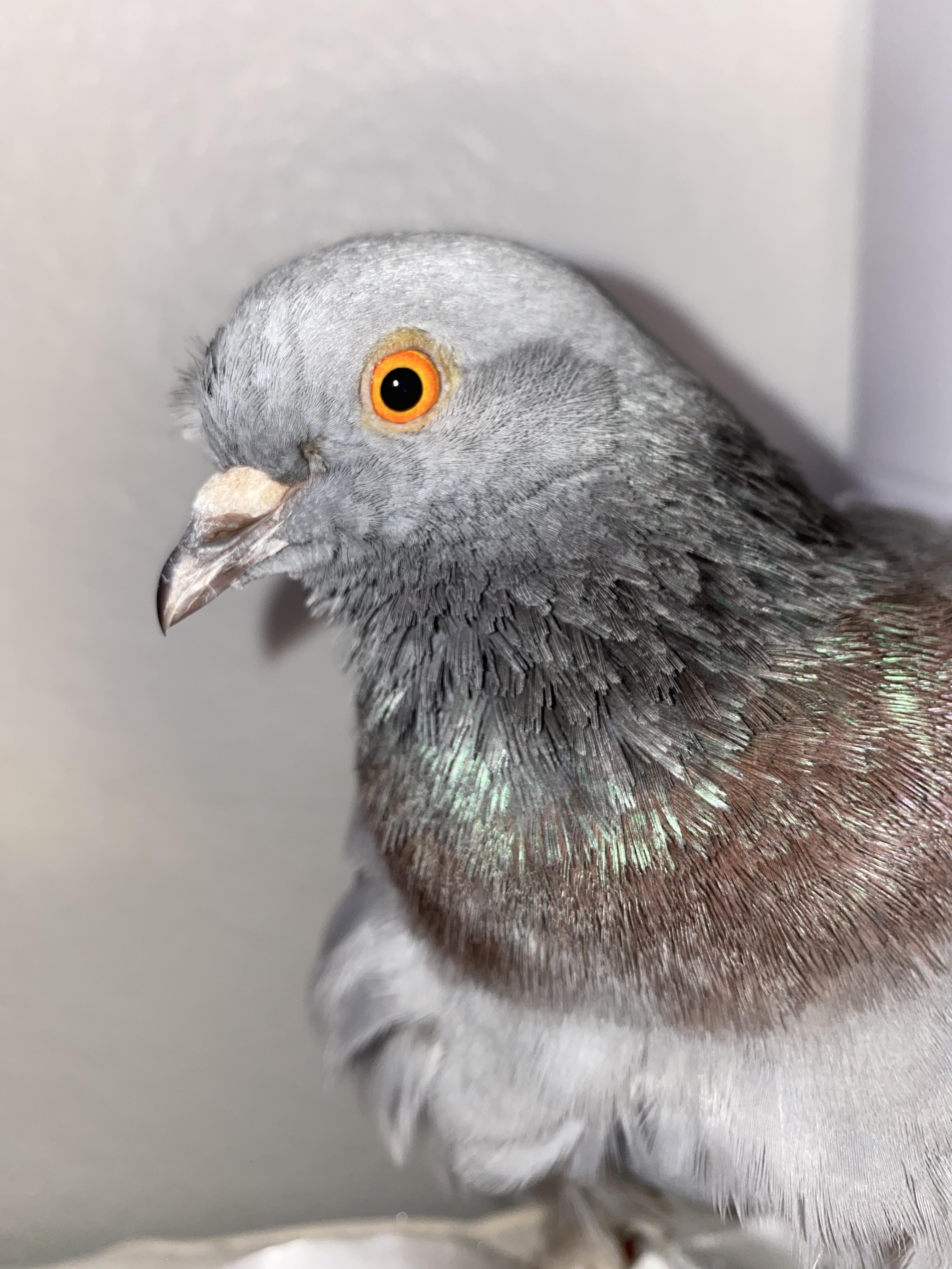 How old does my pigeon look? | Scrolller