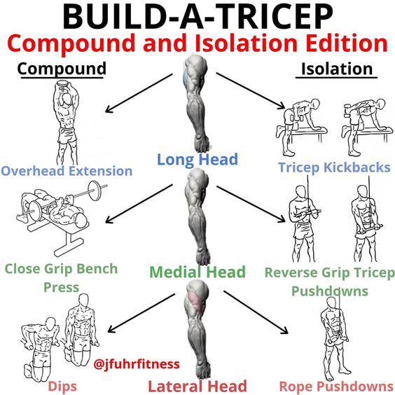 Triceps Built How to build Triceps | Scrolller