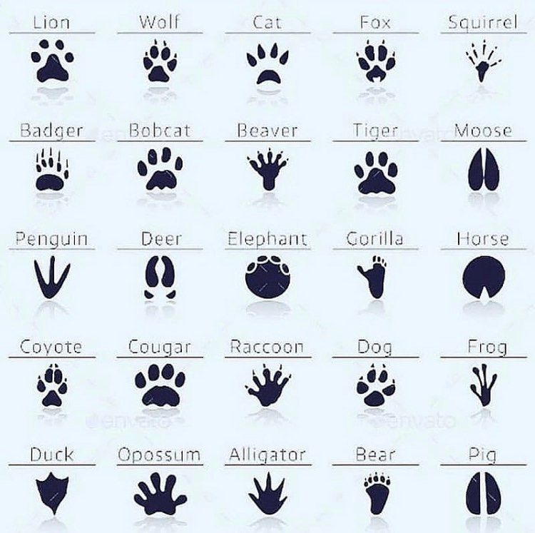 How to identify animals by its Paw prints! Scrolller