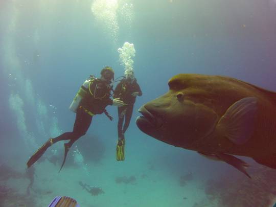 Humphead Wrasse in the Great Barrier Reef. Photo by William Cote [2048x1536]