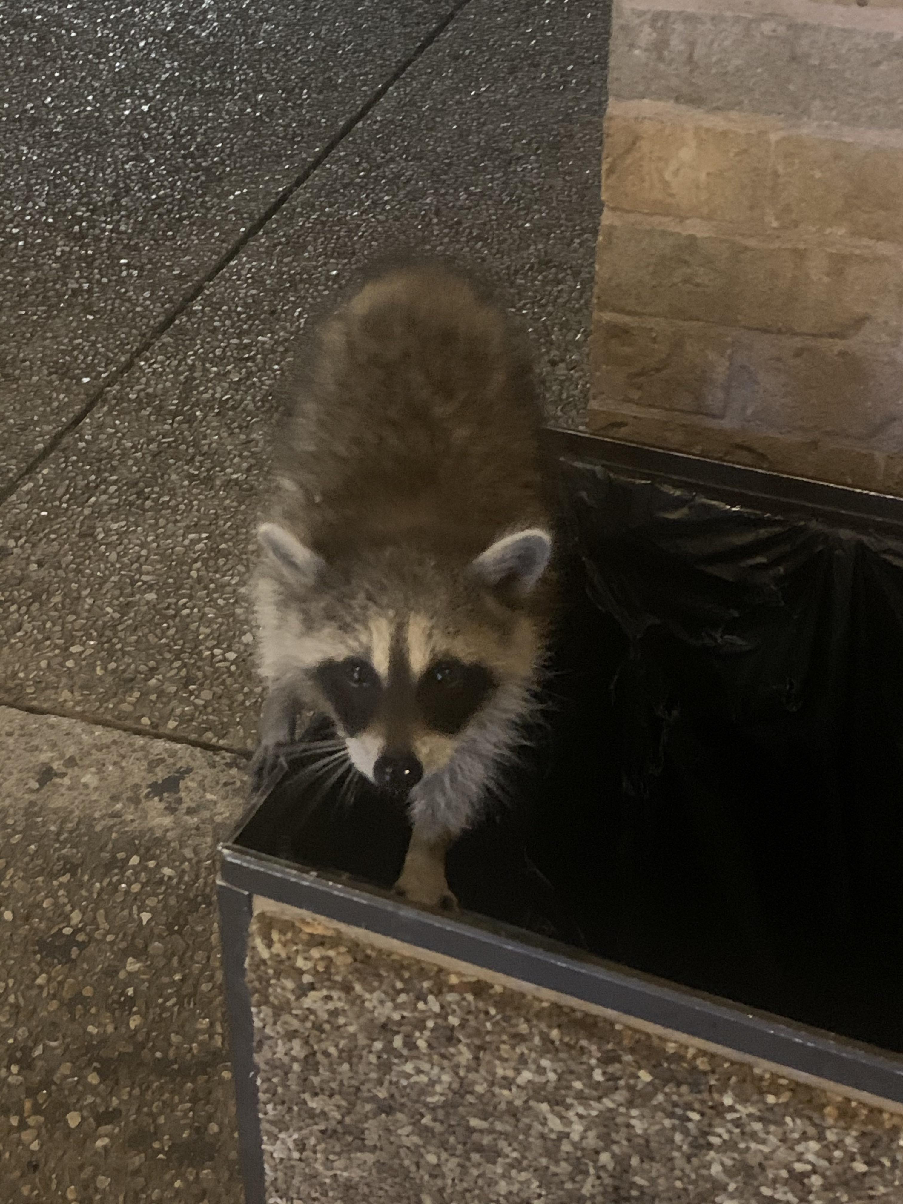 Hungry jester trash panda with no food in the trash to eat since barely ...