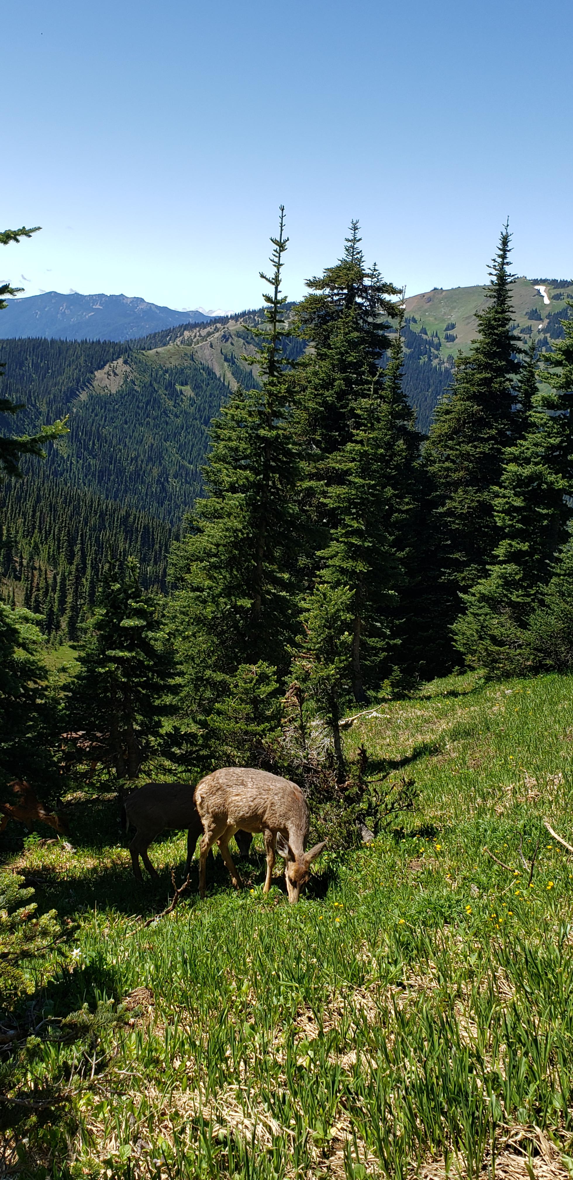 Hurricane Ridge in Olympic National Park near Seattle, WA | Scrolller