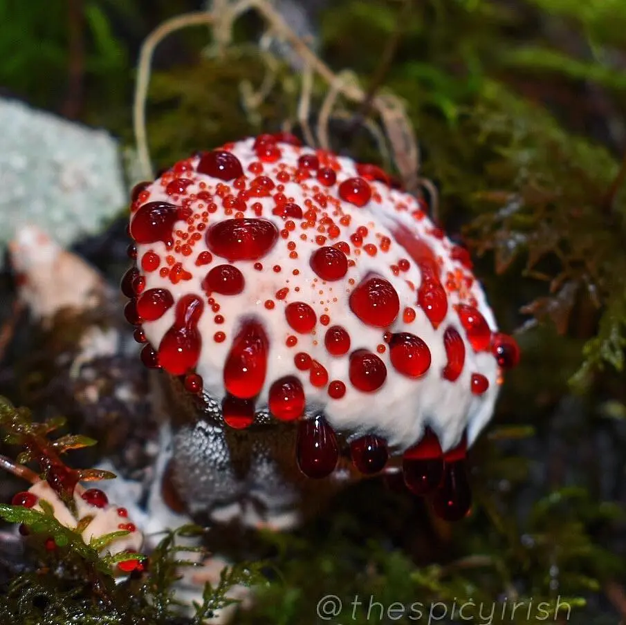 Hydnellum Peckii aka Devils tooth fungus [905x904] [OC] | Scrolller
