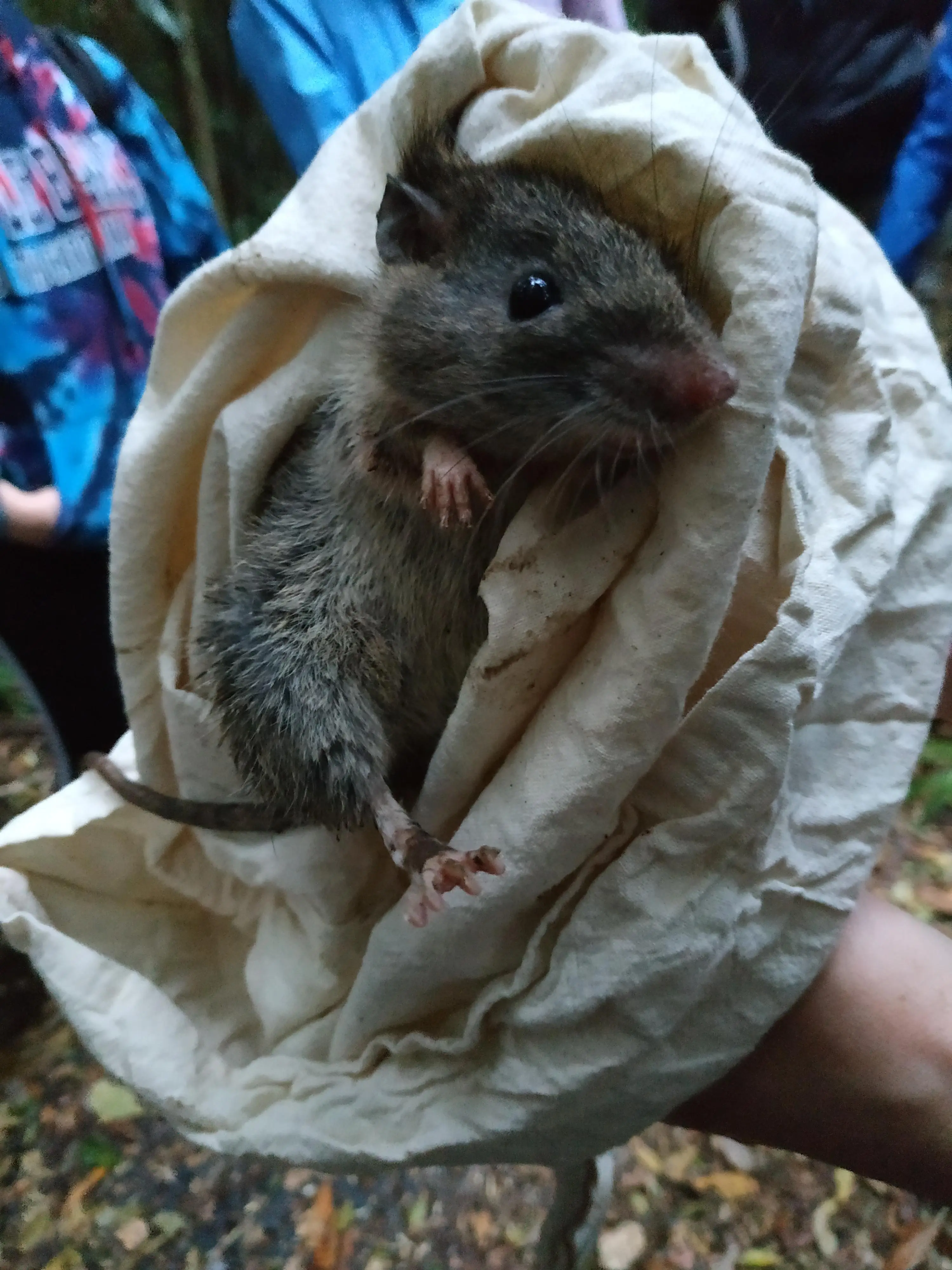 Northern Bush Rats I caught my first Bush Rat (Northern Queensland rainforest, Australia ...