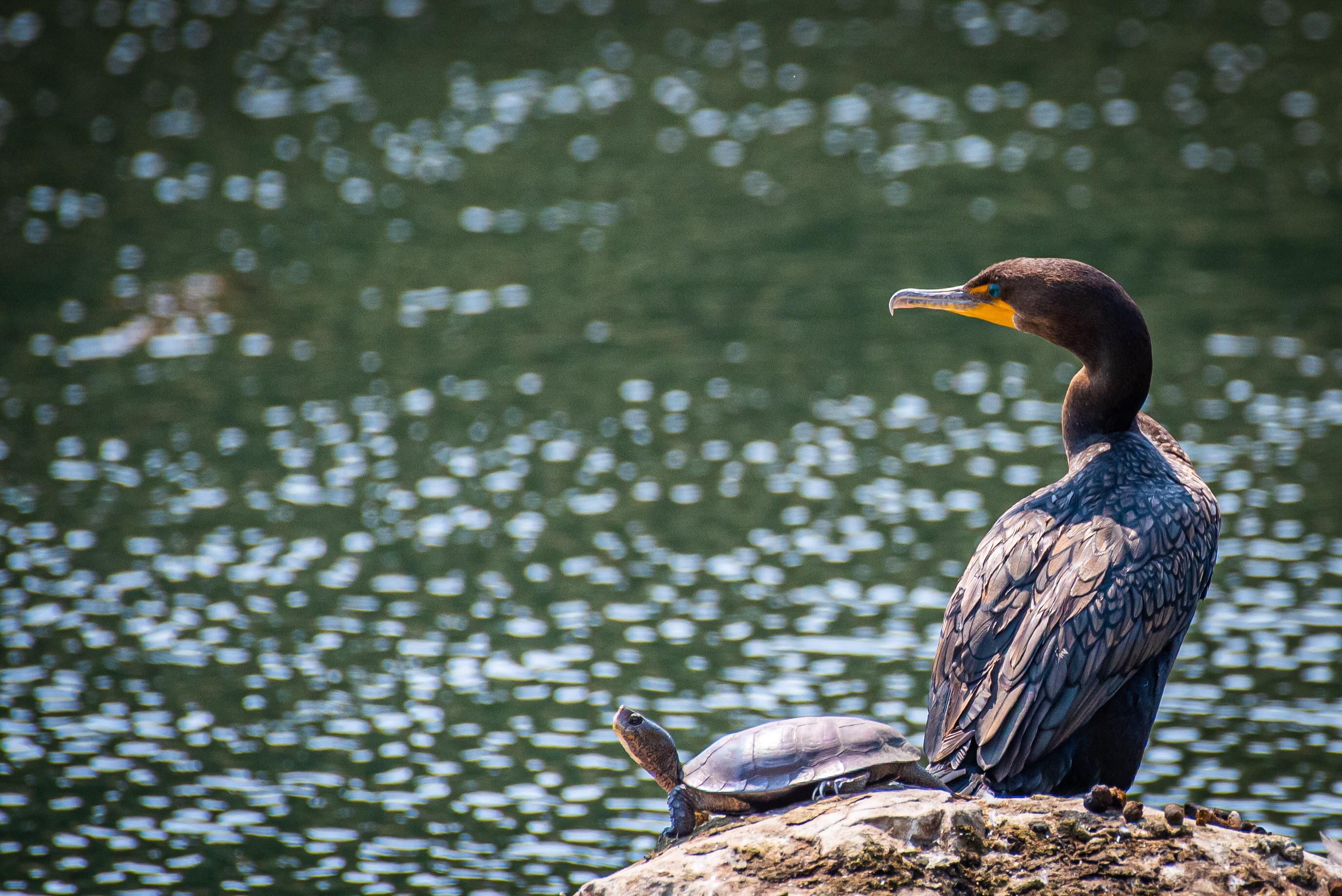 I’d watch a Pixar movie about a Cormorant and a Turtle Scrolller