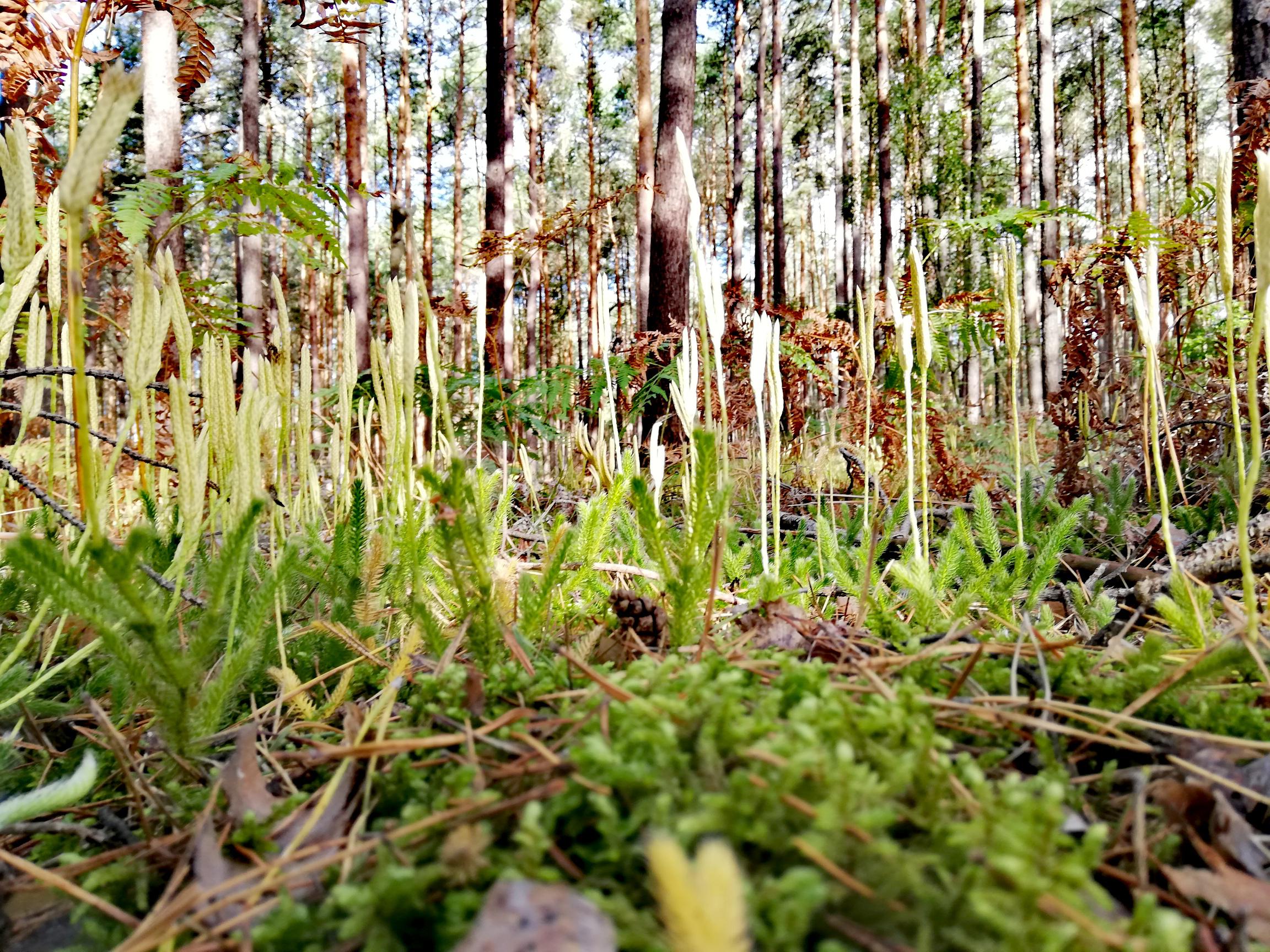 I feel like a dinosaur Scrolller