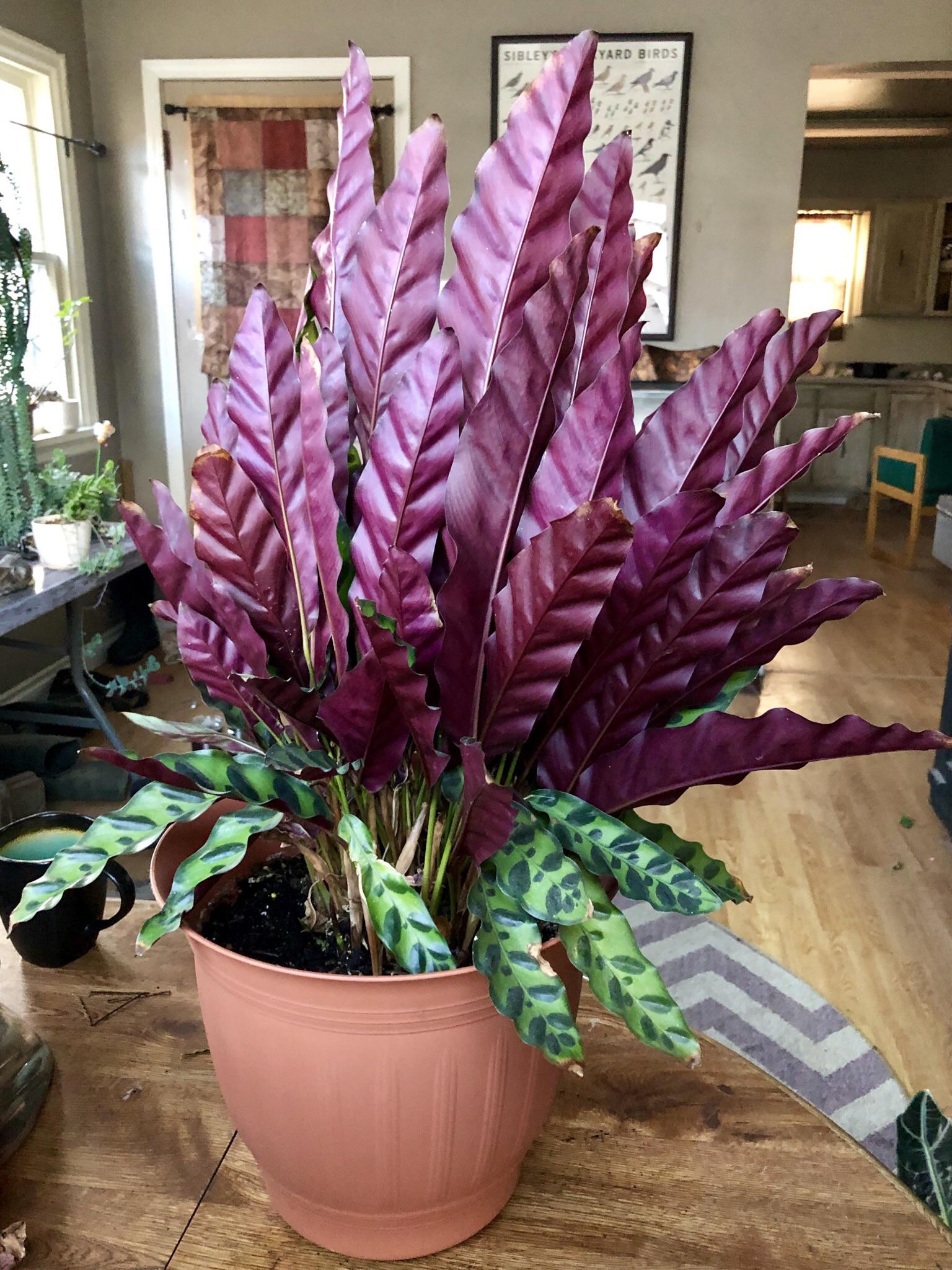 I posted a picture of my Rattlesnake Plant the other day, here’s what ...