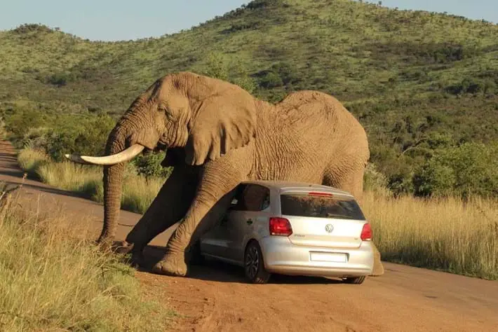 "I was doing ethology (the study of animal behaviour) at the time, so I had a basic understanding of what was going on. The elephant was presumably on musth, which is a time an elephant male has an excess amount of testosterone, turning even the calmest Dumbo into a raging bull." [Armand Grobler]