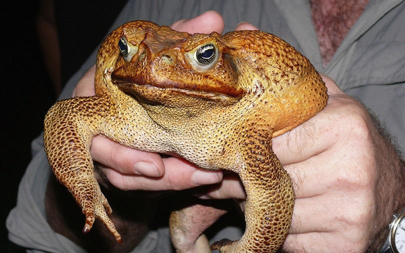 invasive-species-cane-toad-bufo-marinus-in-1935-they-were