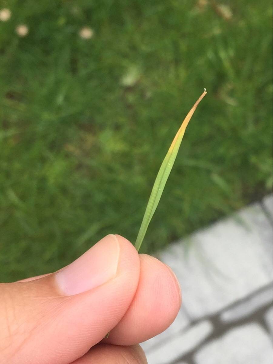 Is this lawn disease/fungus or going dormant? Scrolller