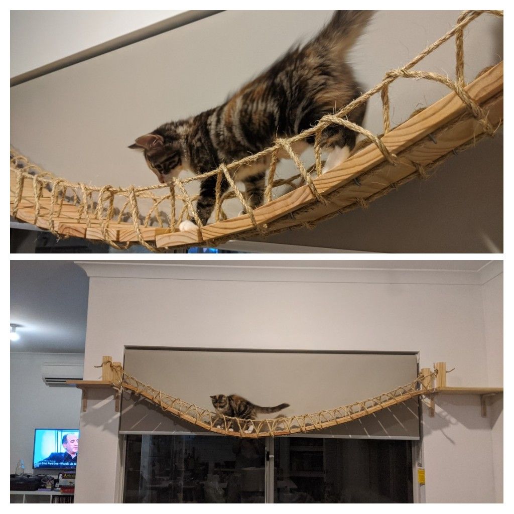 Isolation project complete - cat bridge! | Scrolller