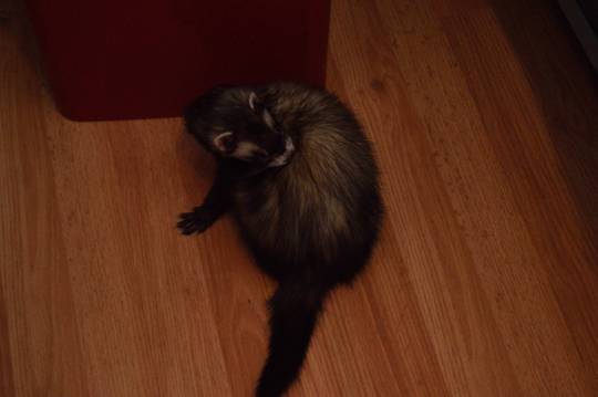 Jack Scratching an Itch