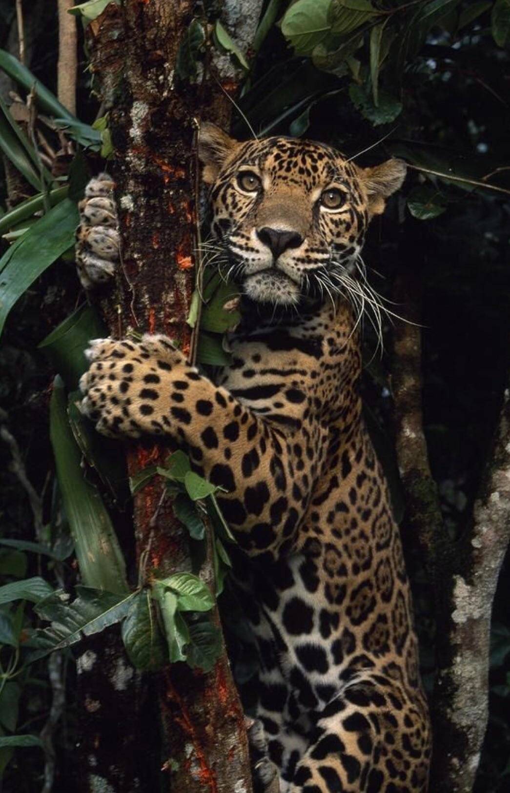 Jaguar Striking A Pose | Scrolller