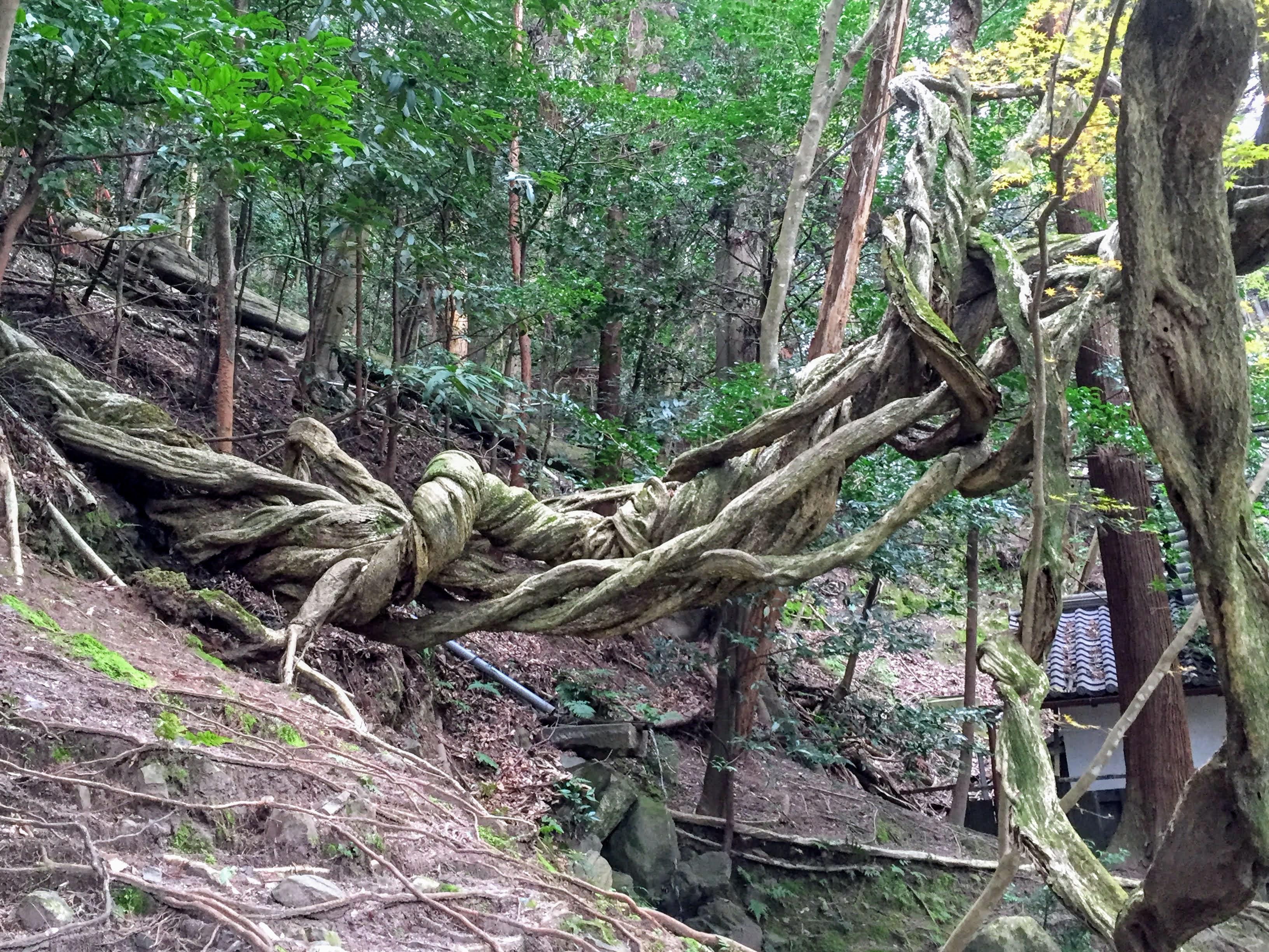 Japan - Kyoto - Sakyio-ku. A tree with very tormented roots. | Scrolller