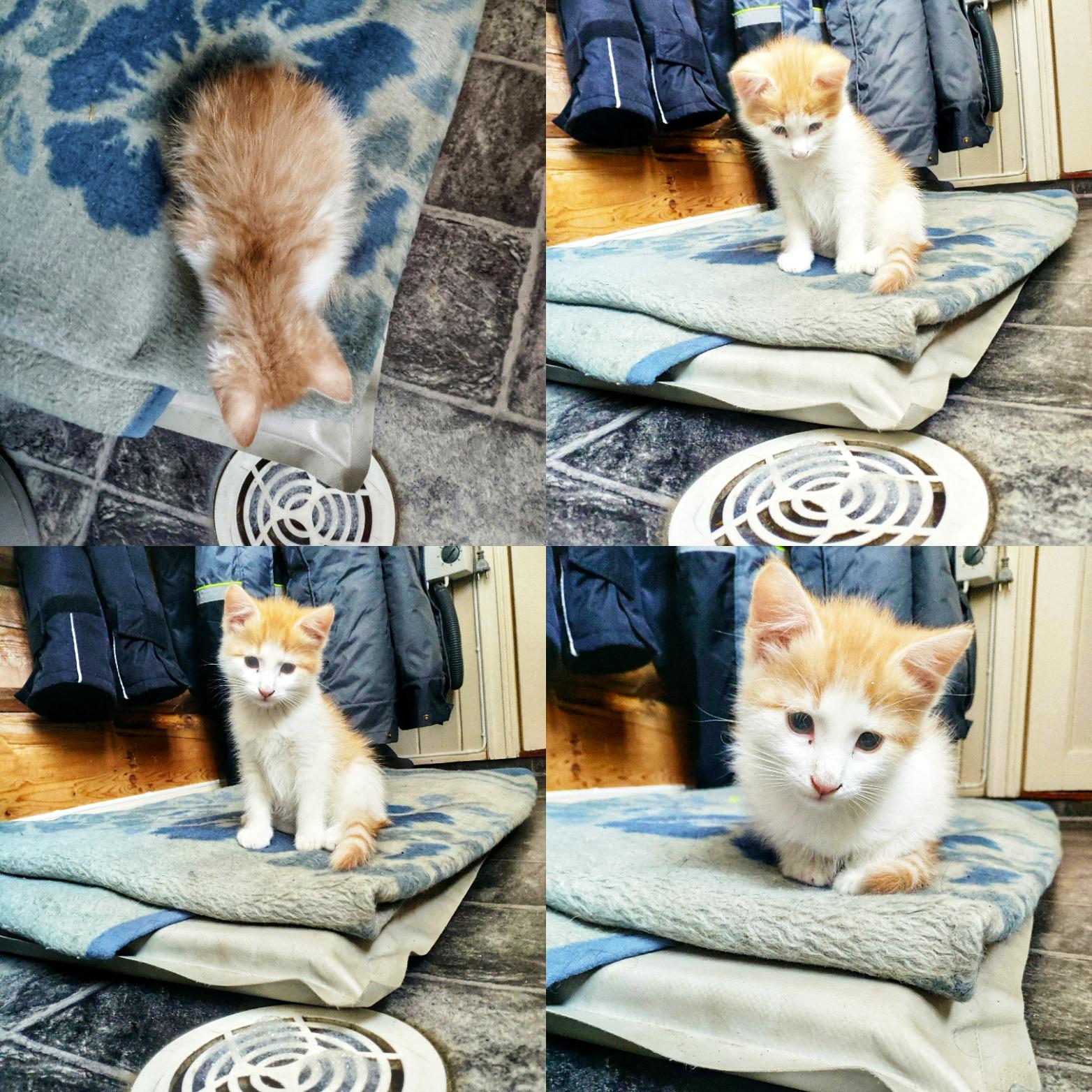 Just a kitty watching popping bubbles Scrolller