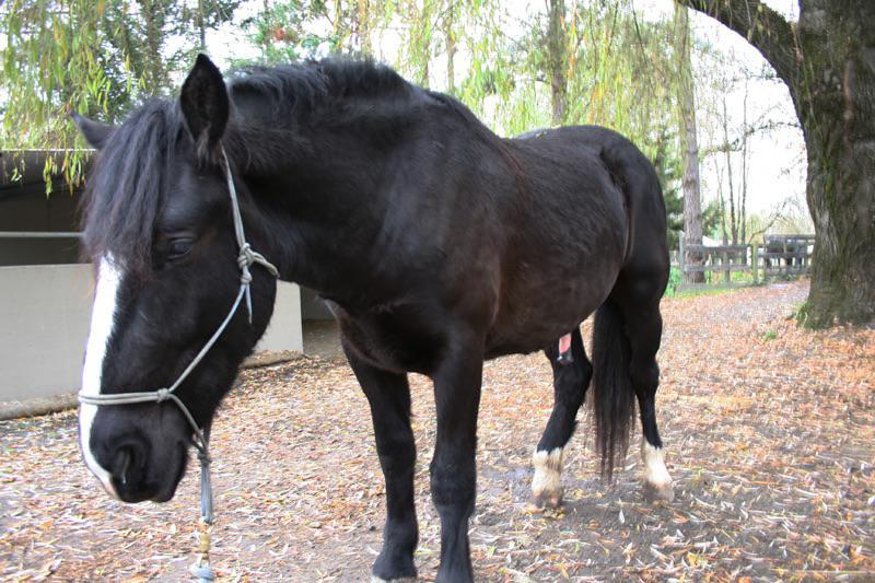 Mini Horse Penis