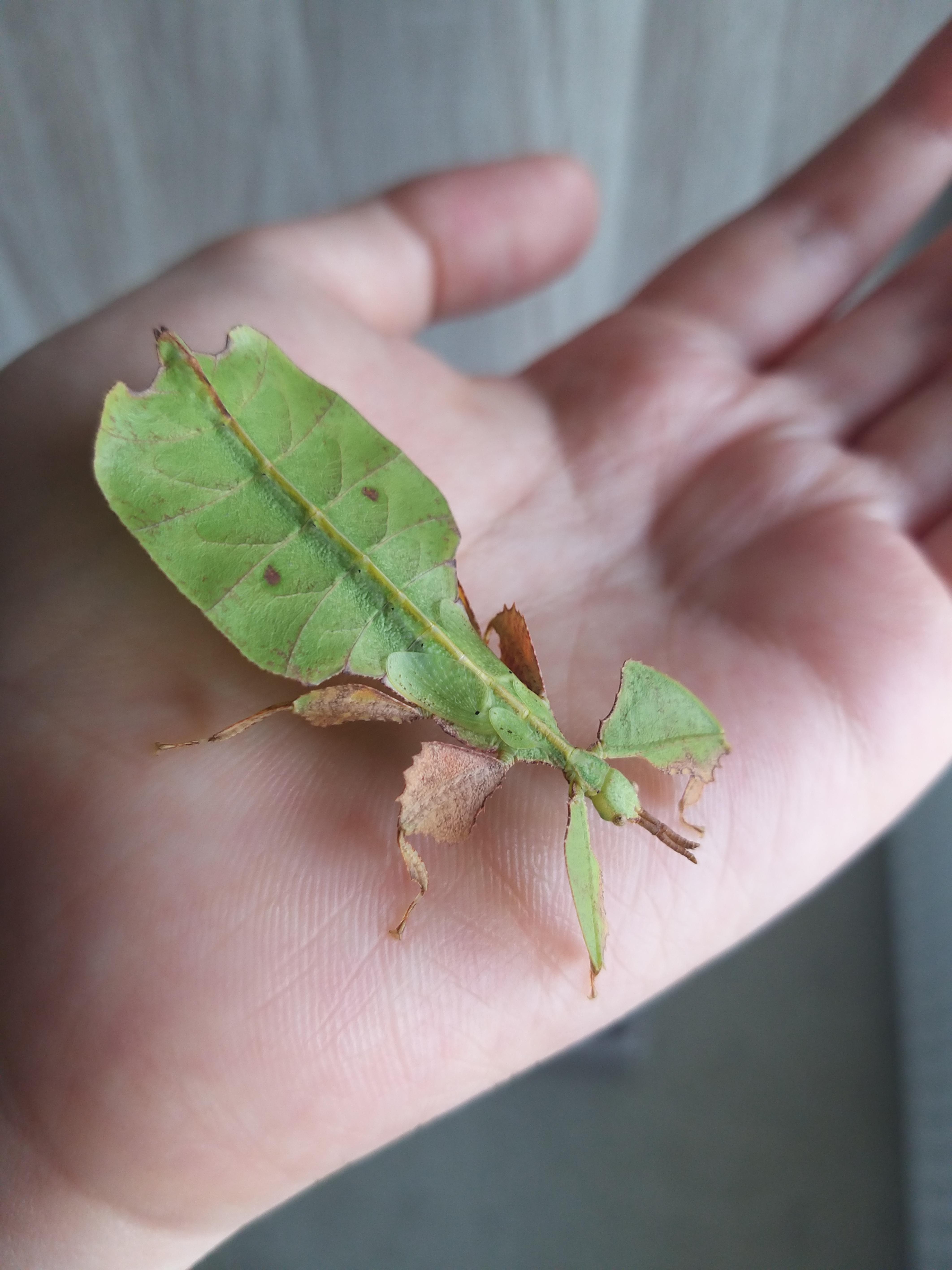 Java Winged Leaf Insect Leaf insect with juvenile wings | Scrolller