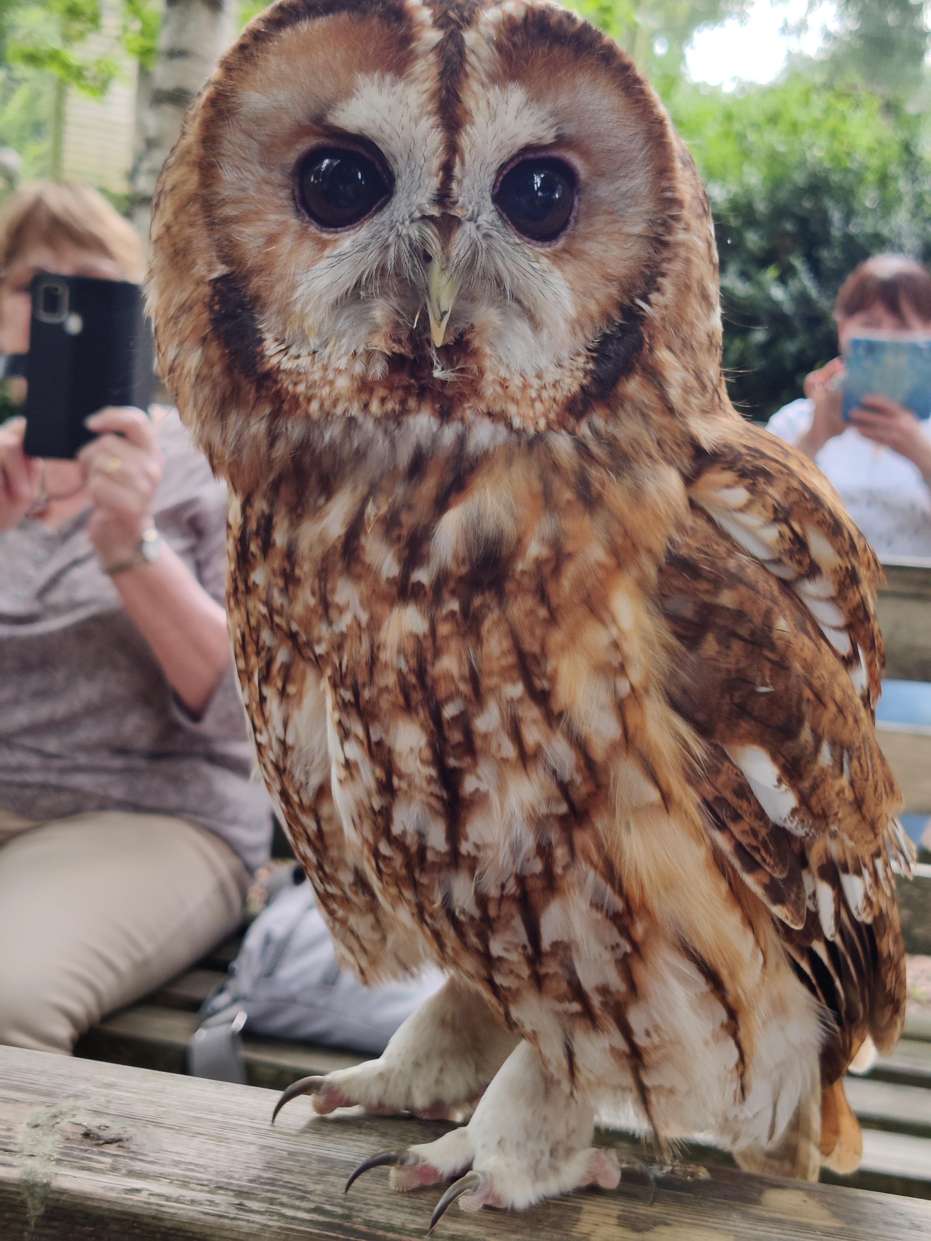 Look at him! He's so adorable! Best part of the hawk conservancy nearby ...