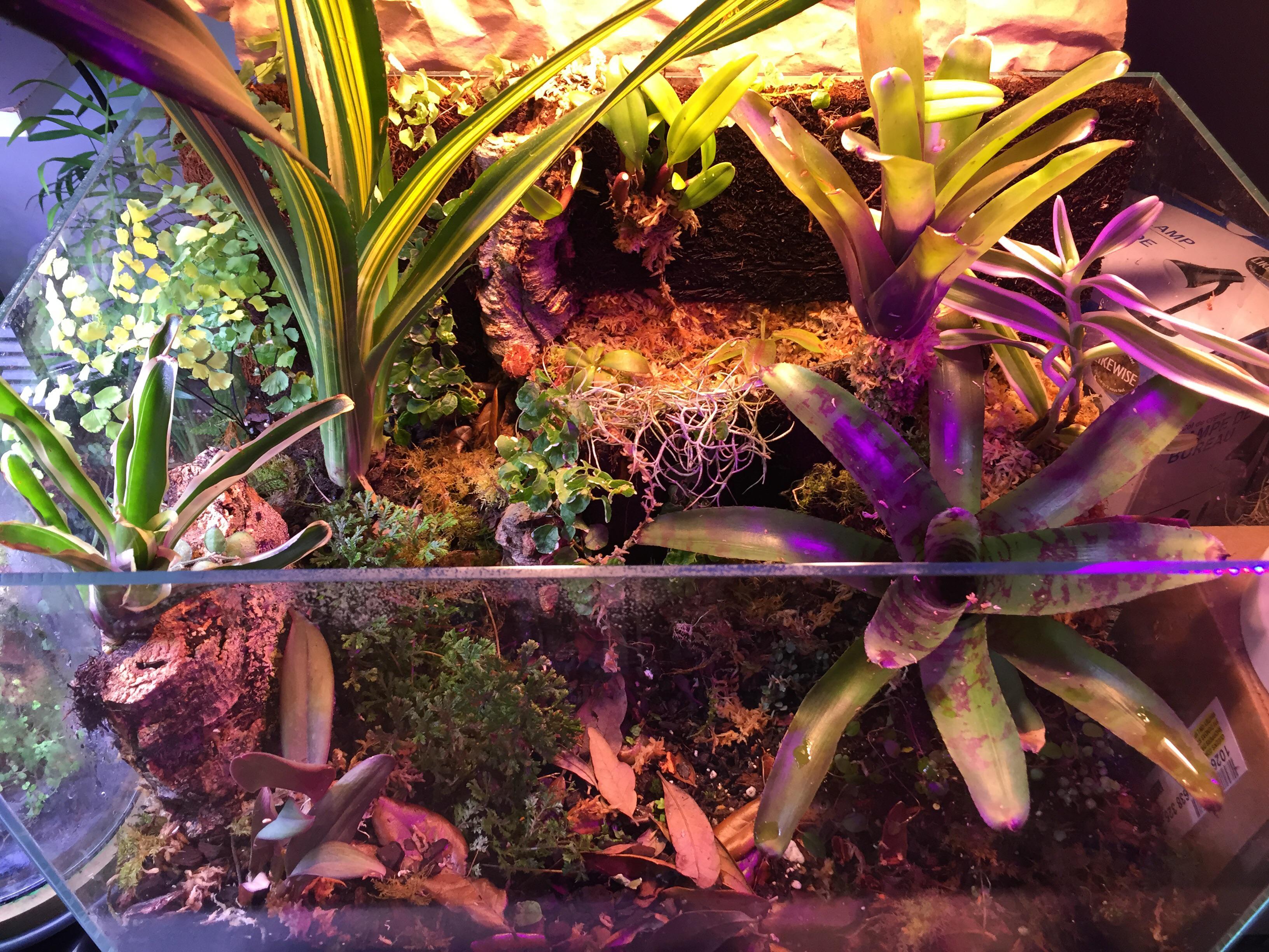 Looking for help with maintaining humidity in an open top vivarium
