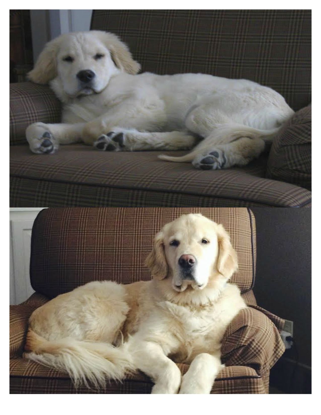 Meet Duke The Dog Whos Been Selling This Since Before You Were Born - chd666k