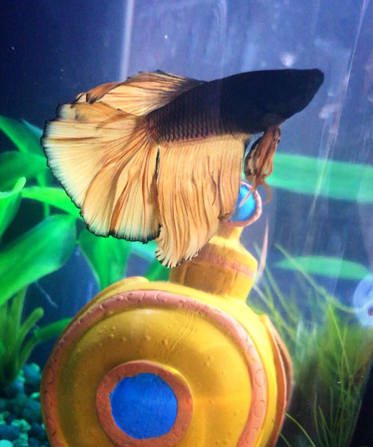 Meet Mako, our mustard gas betta. Scrolller