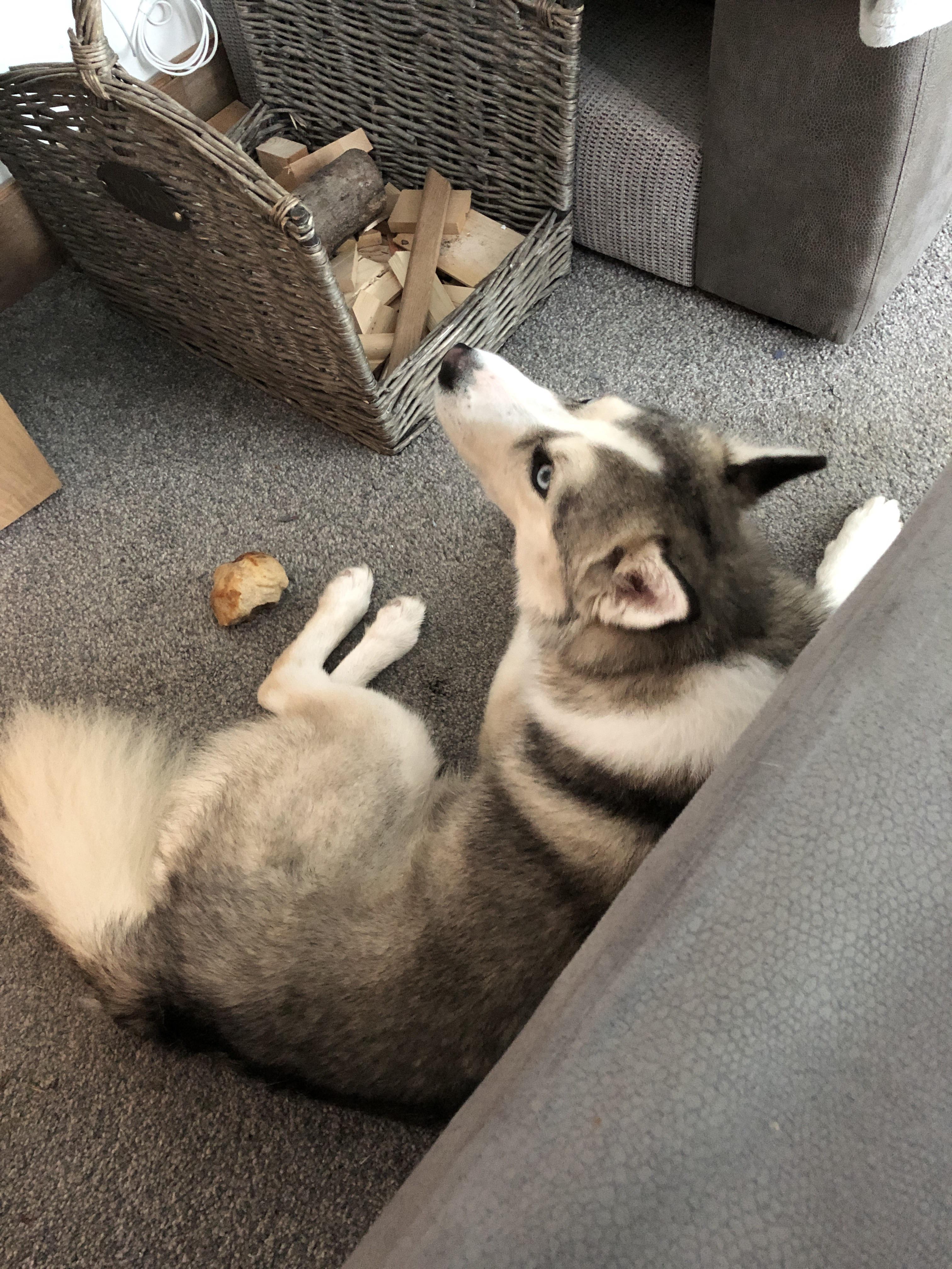 Meet Merlin a 2 year old Pomsky. We picked him up yesterday. How