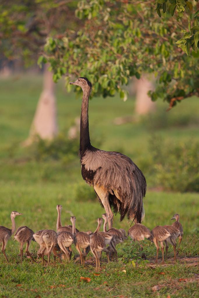 Meet the world's coolest bird dad, the Greater Rhea! | Scrolller