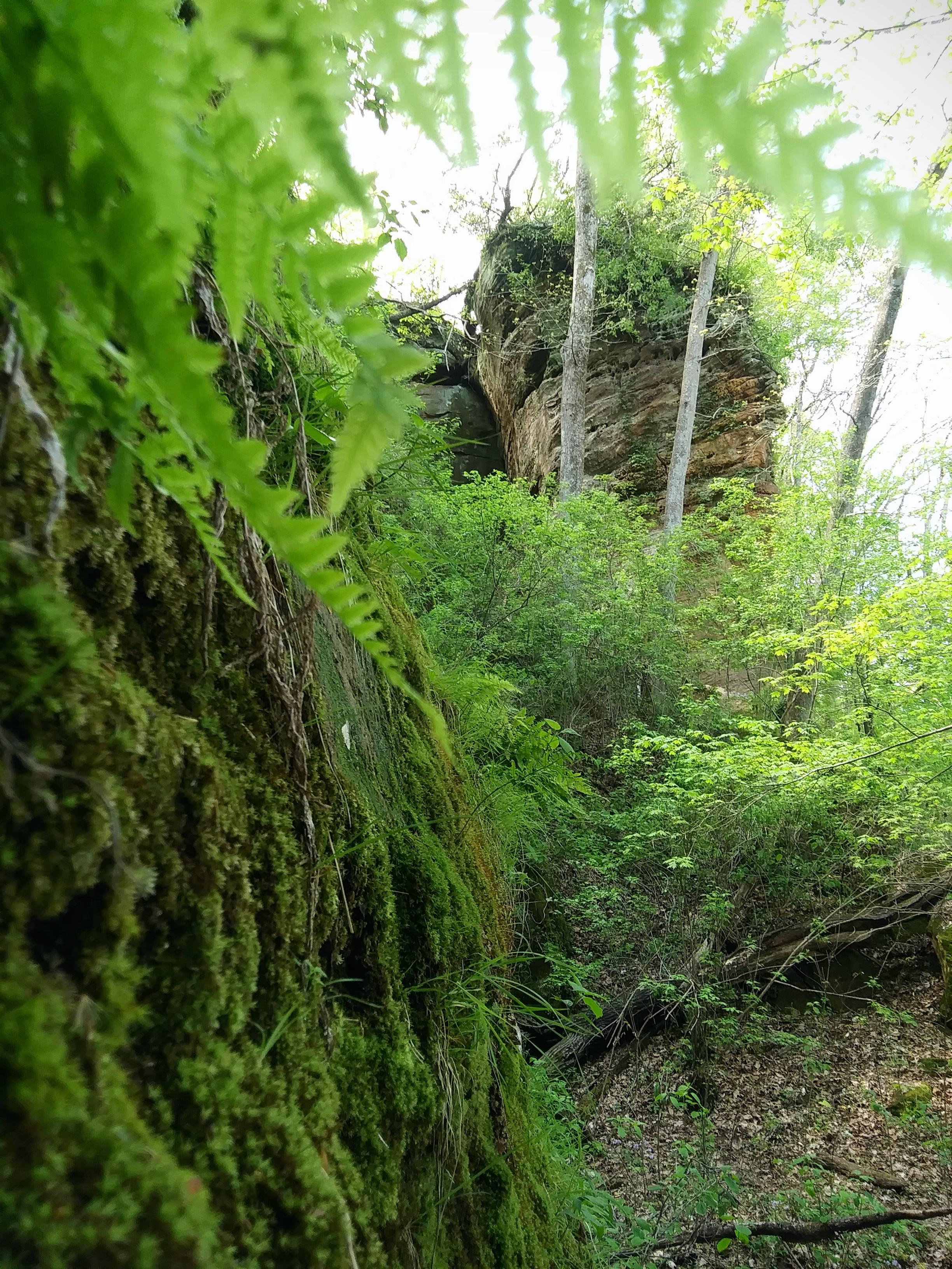 Moss cliffs | Scrolller
