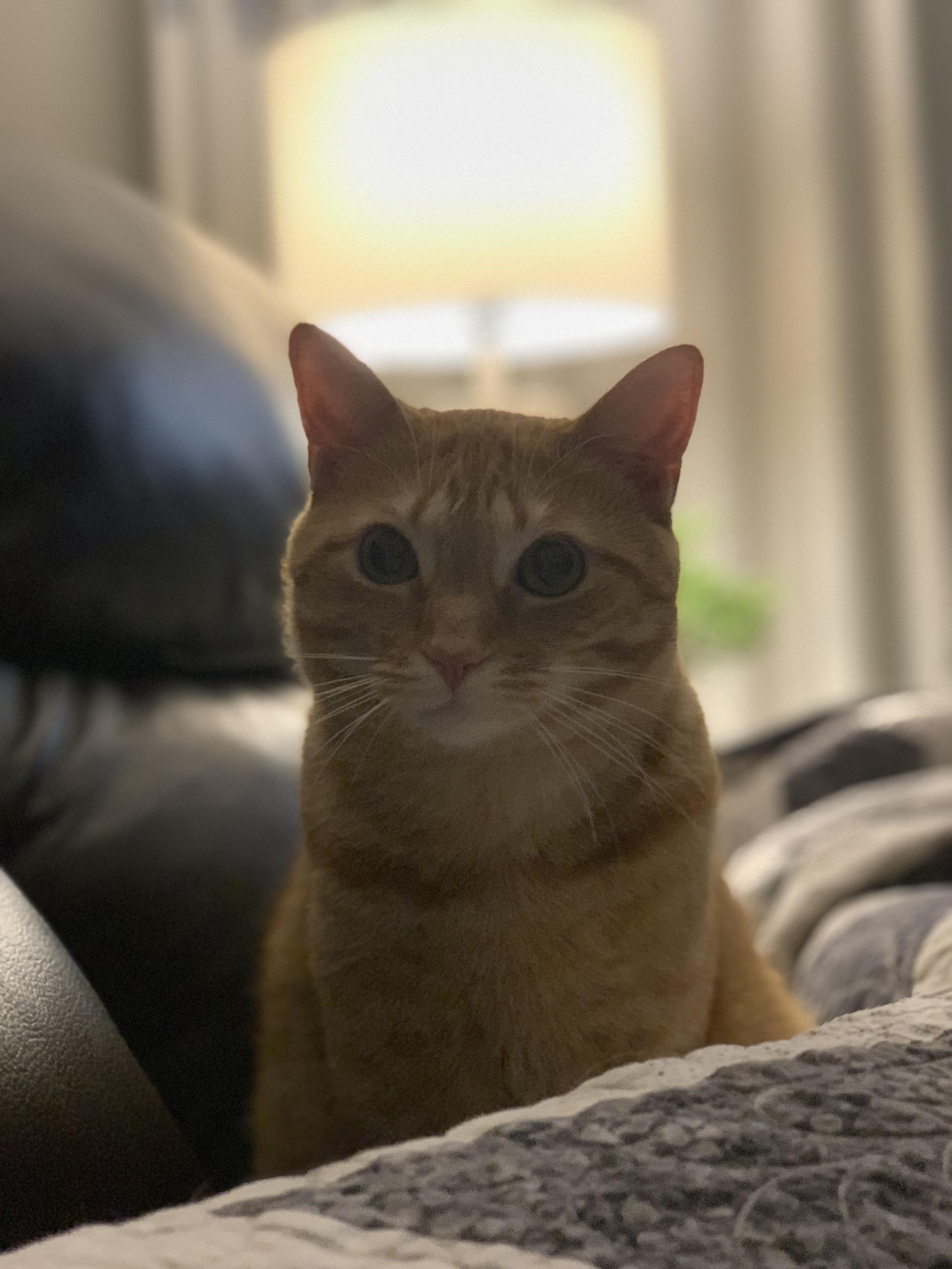 Mr. Binx or Mr. STINKS depending on how many cups he’s knocked over ...