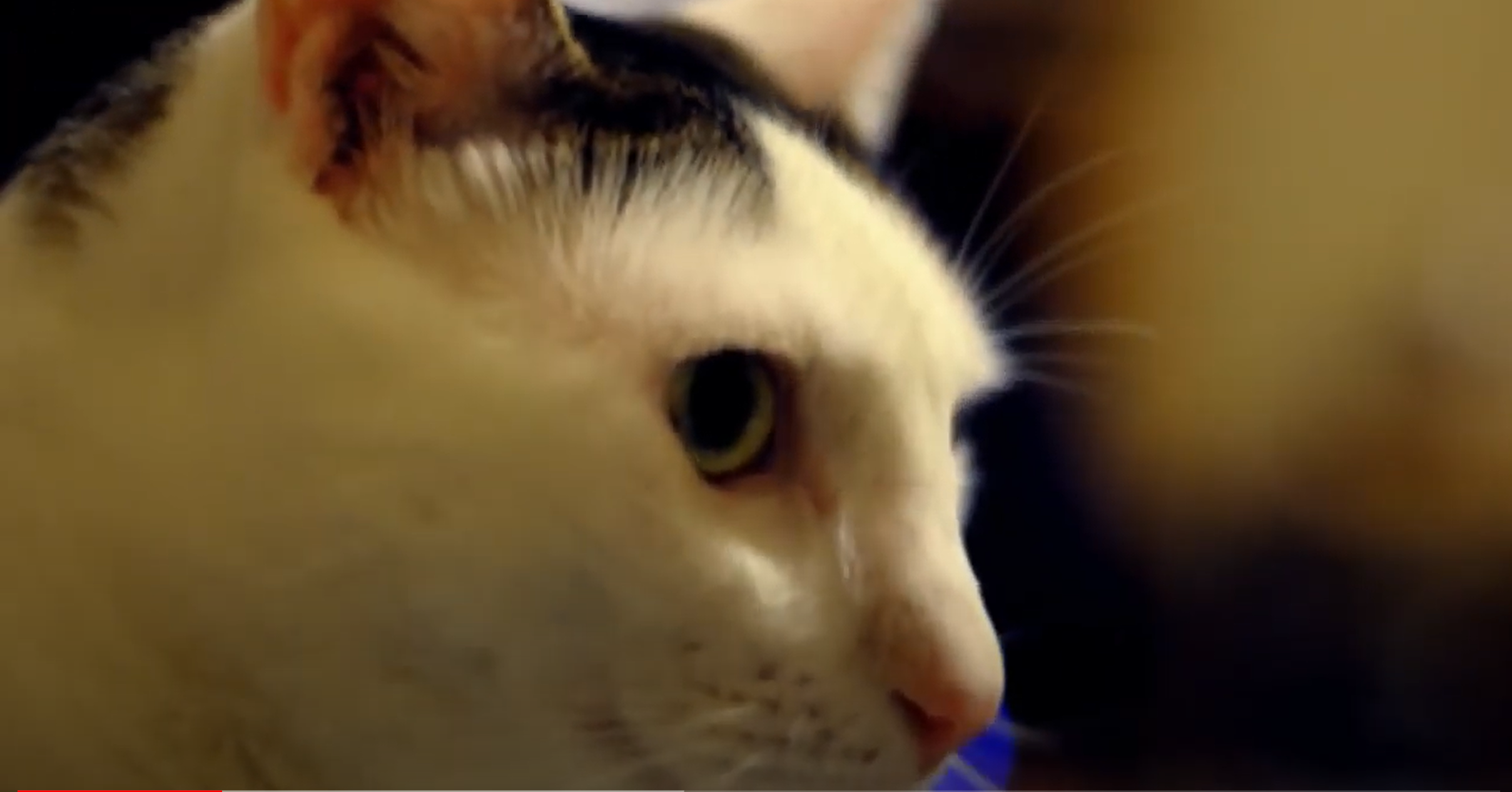 My cat of 20 years passed away. He will be missed. Now I am working on getting some cat Karma.