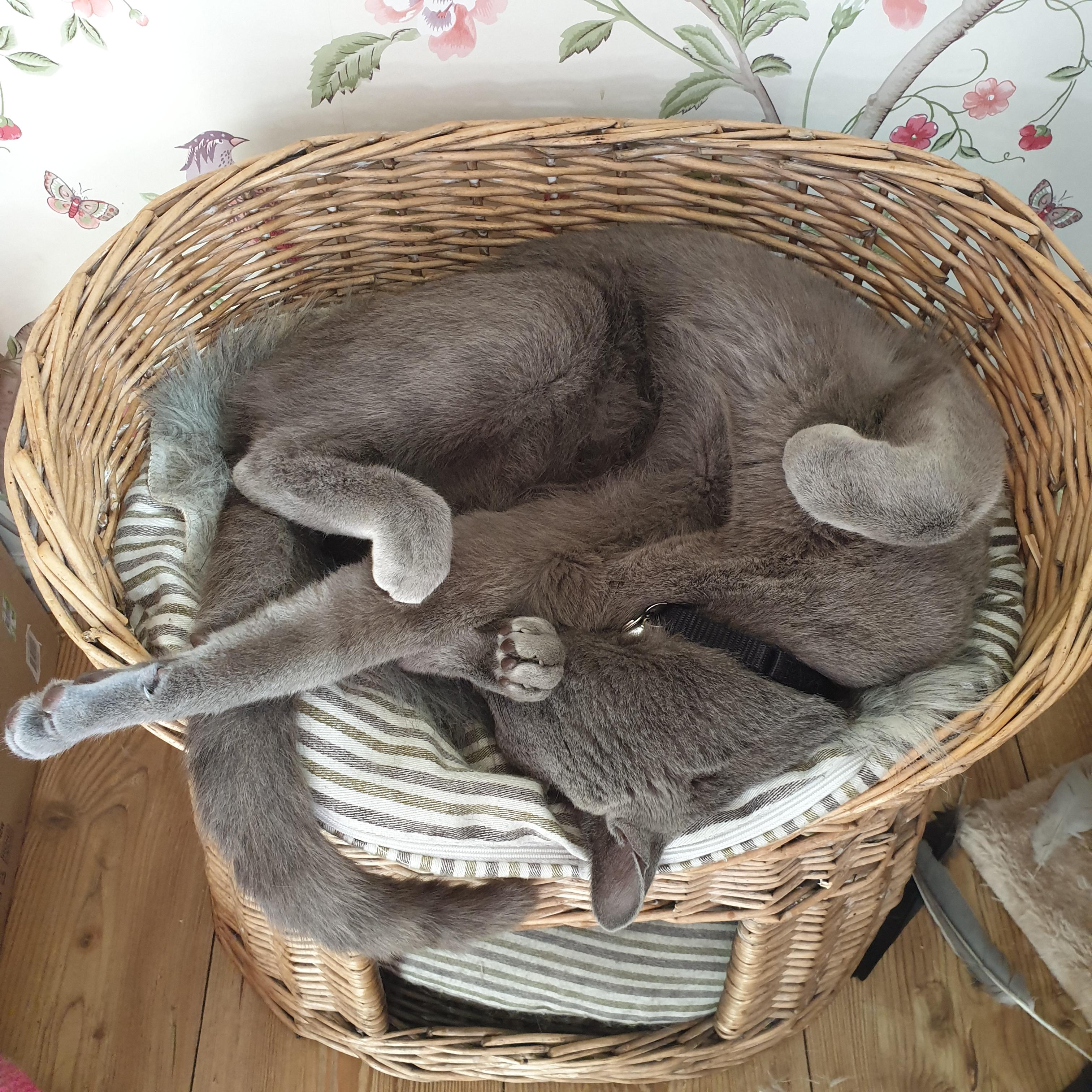 My cat sleeps in weird positions! Scrolller