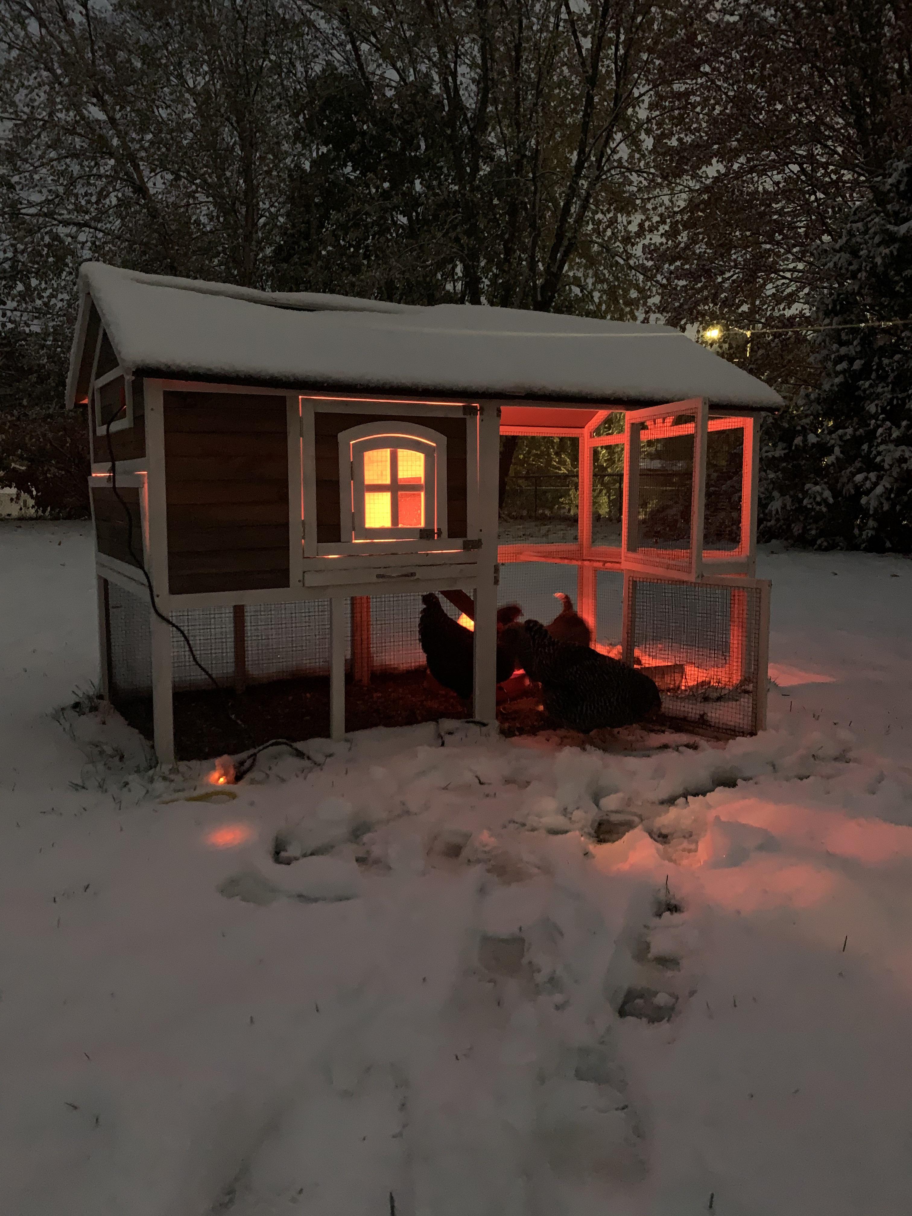 My chickens coop looks pretty cozy tonight Scrolller
