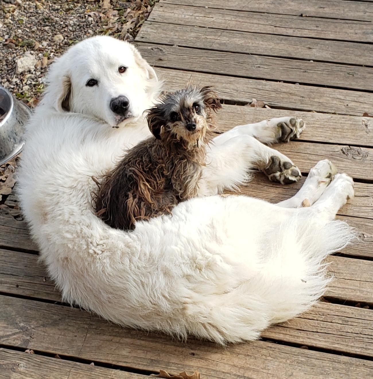 My dad's Great Pyr/Irish Wolfhound boy with his tiny, ancient ...