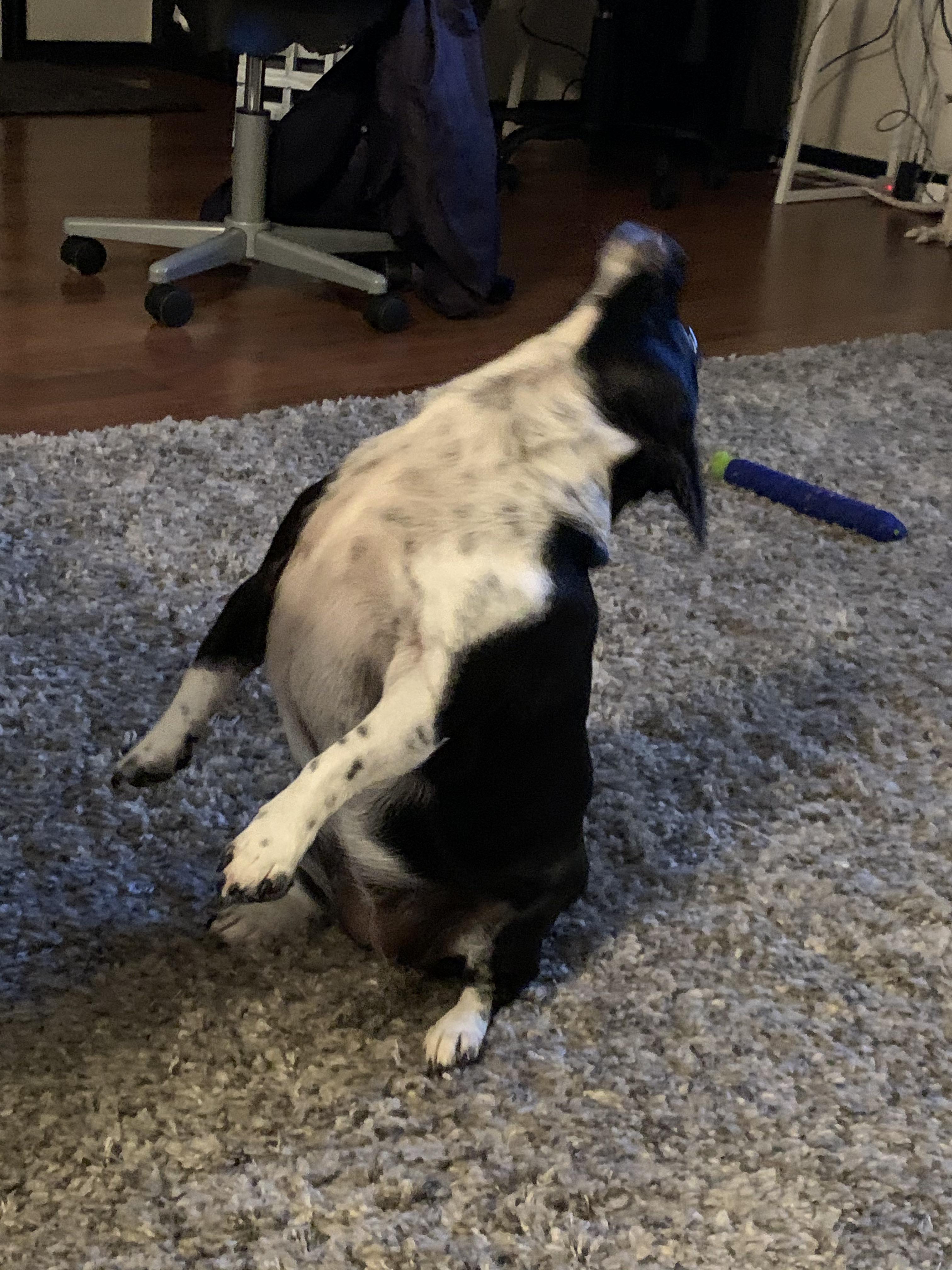 My dog does this a lot. She puts her head back while licking the air. Sometimes she even falls