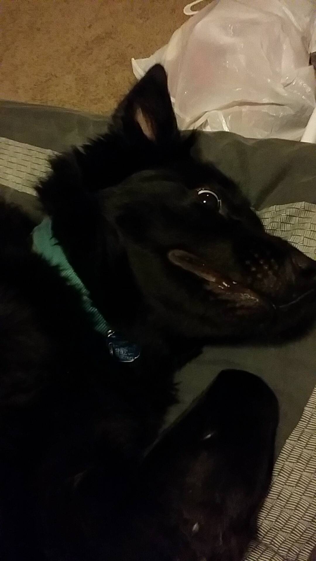 My dog's face when I was giving him a belly rub this morning | Scrolller