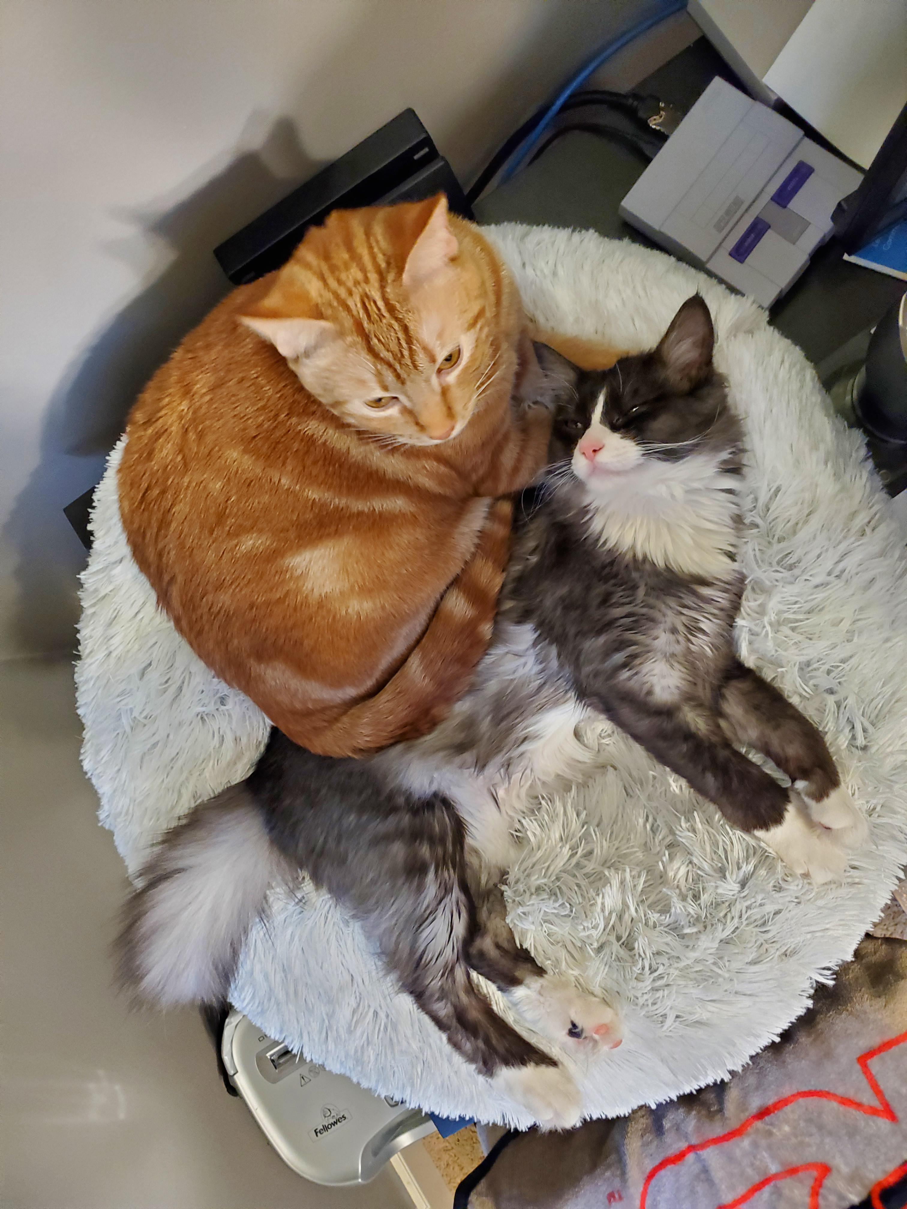 My home office comfort kittens are getting a little big to share the