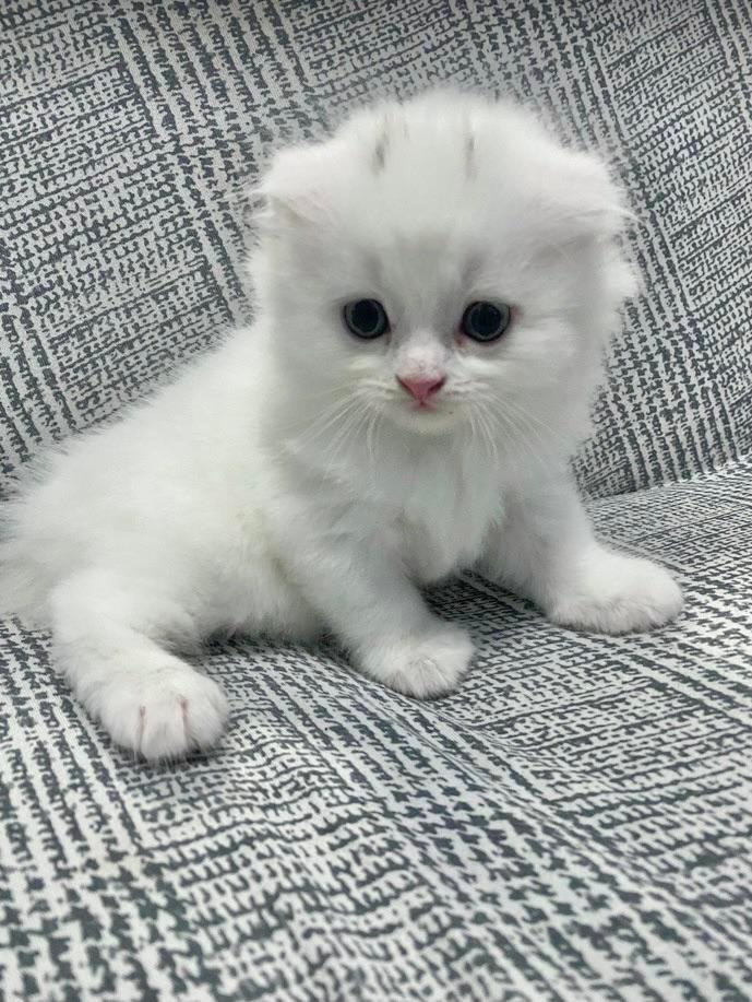 🧿🎶My Lucifer is lonely... 🎶🧿 | Scrolller