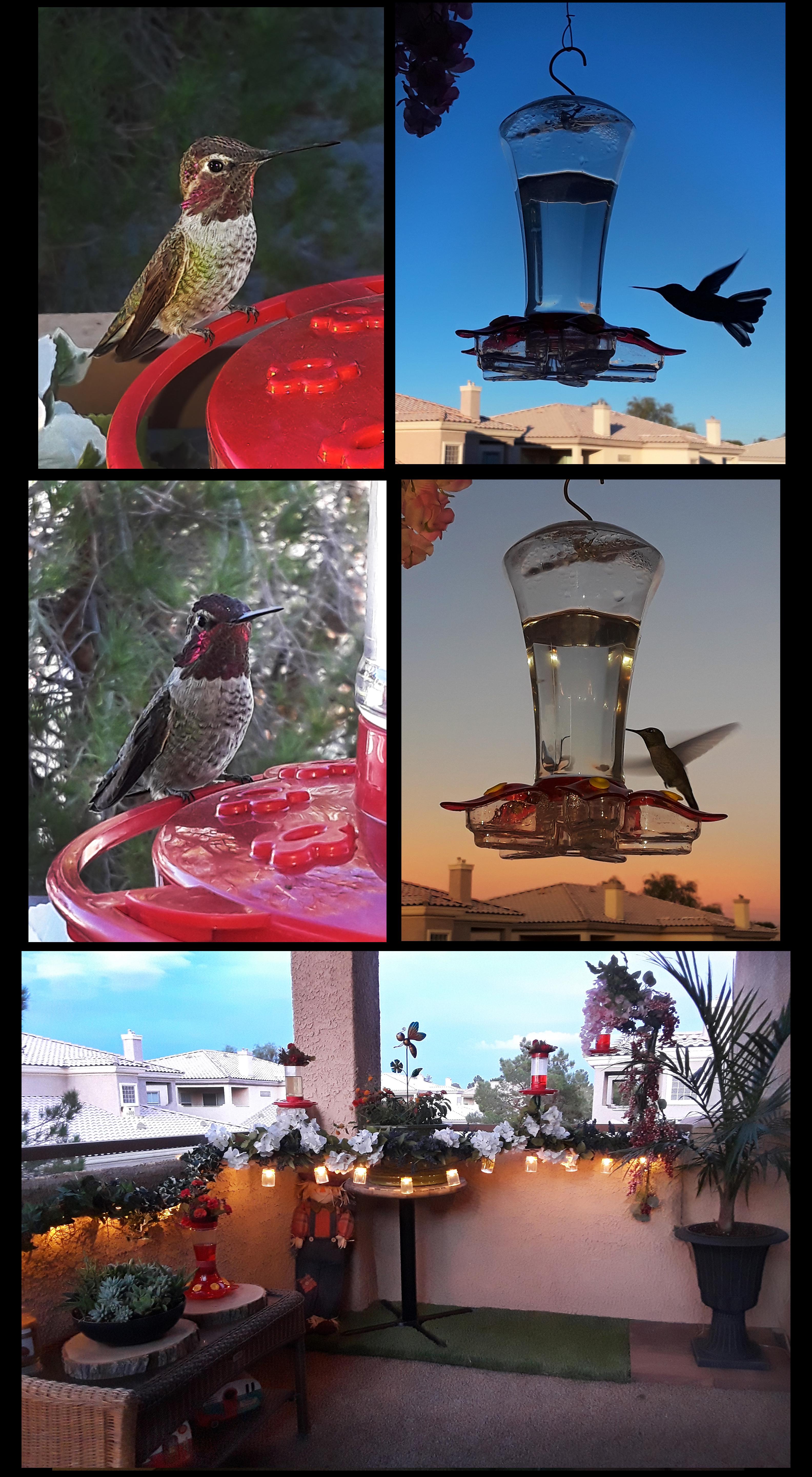 My new hummingbird Haven on my condo balcony in Las Vegas very relaxing ...