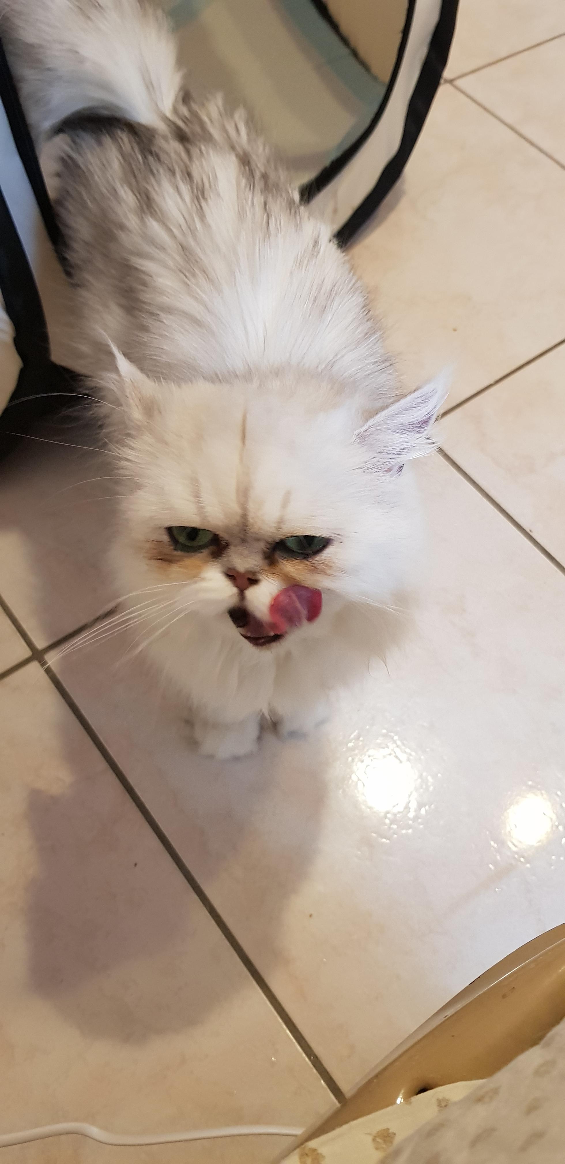 My persian cat after eating 😂 Scrolller
