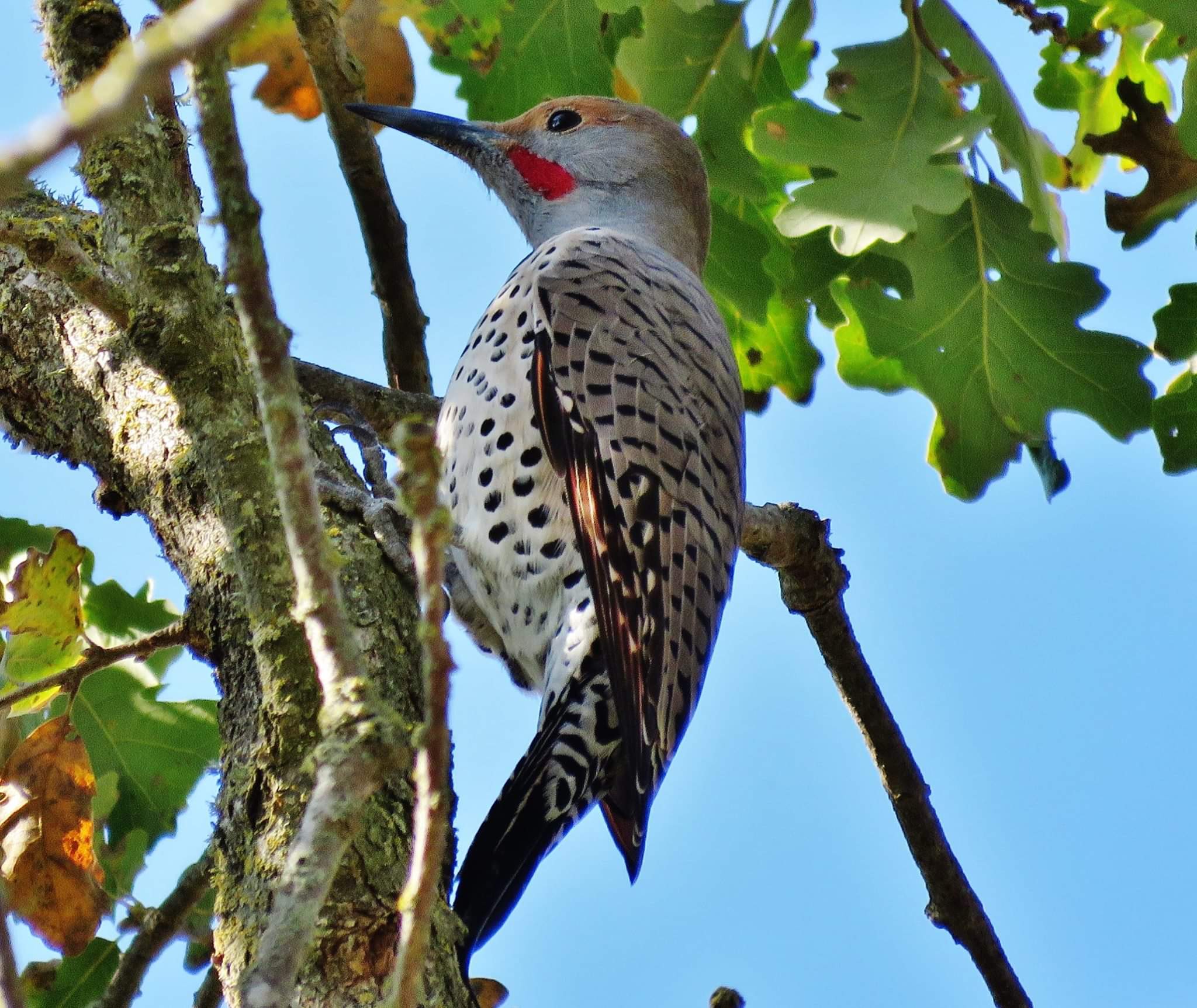 Northern Red-shafted Flicker (m.) | Scrolller