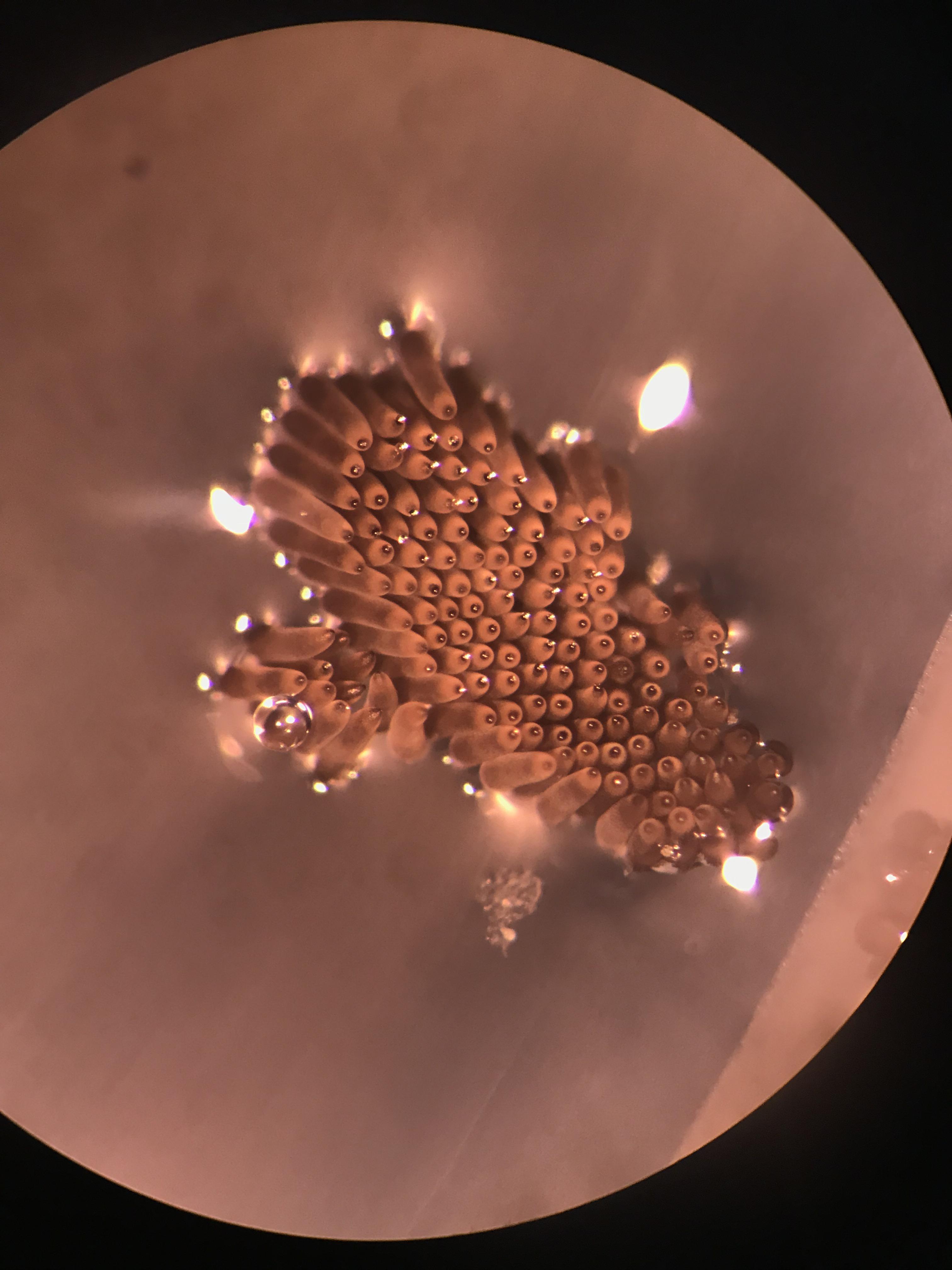 [OC] Microscope view of a mosquito egg raft | Scrolller
