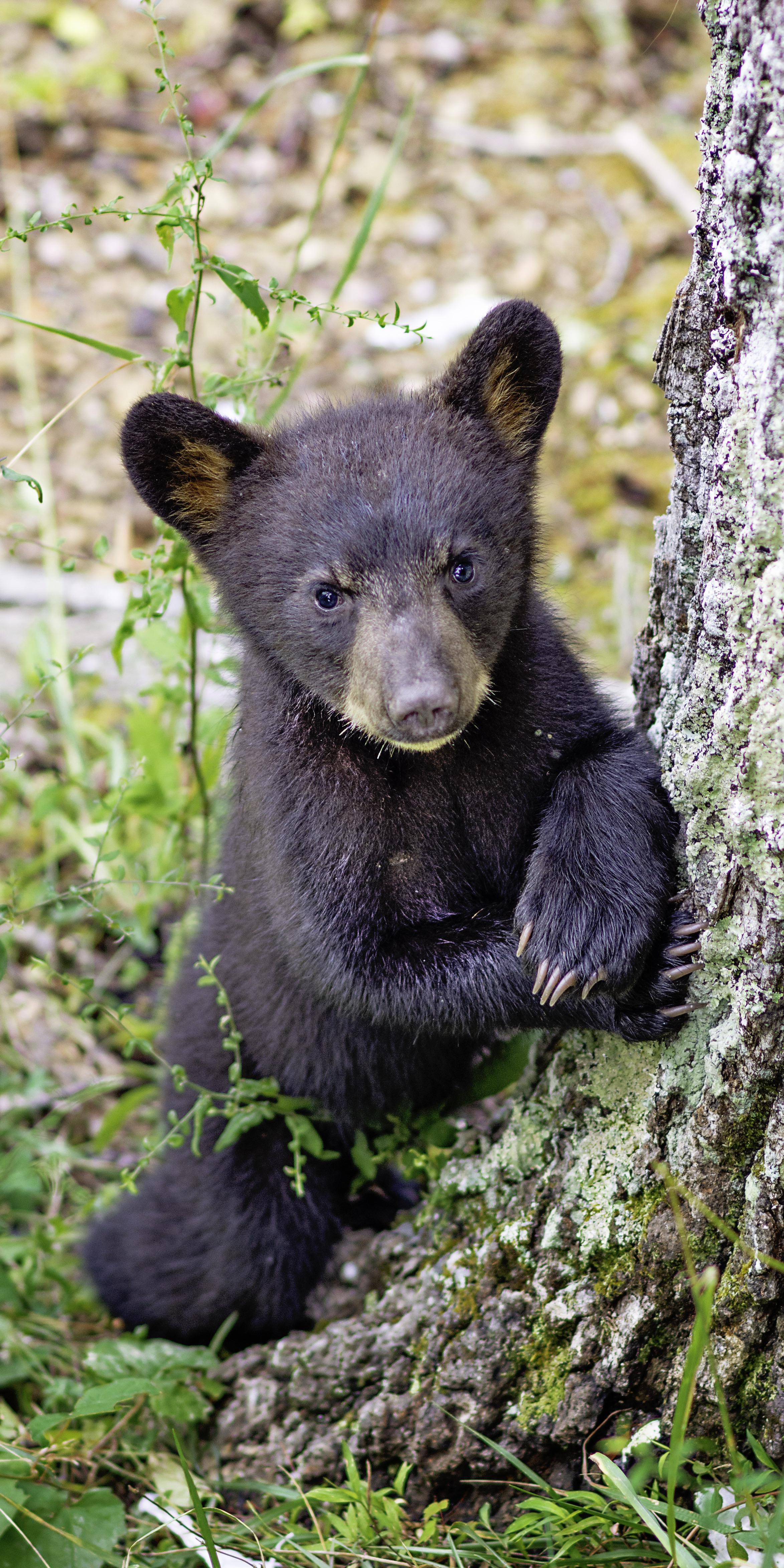 Olan Mills bear portrait - Smoky Mountain cub | Scrolller